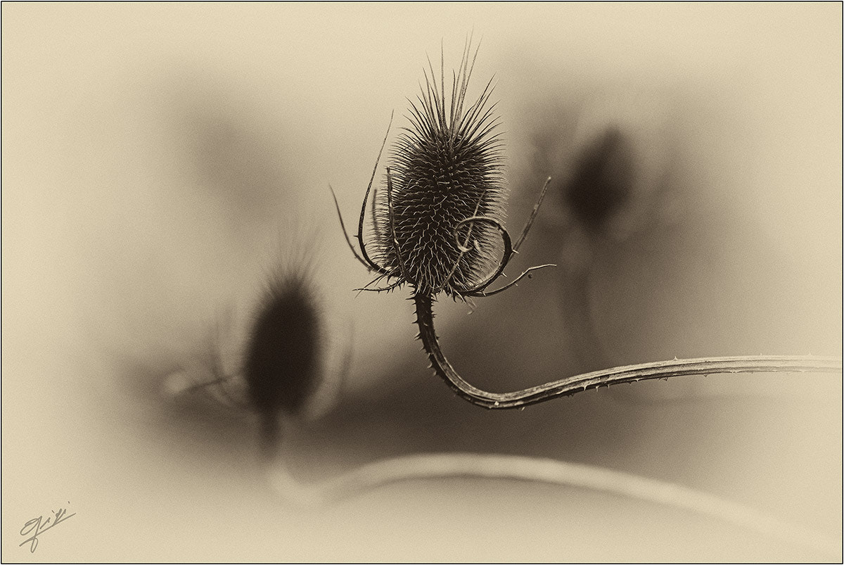 Sigma 150mm F2.8 EX DG OS Macro HSM sample photo. Cardo dei lanaioli photography