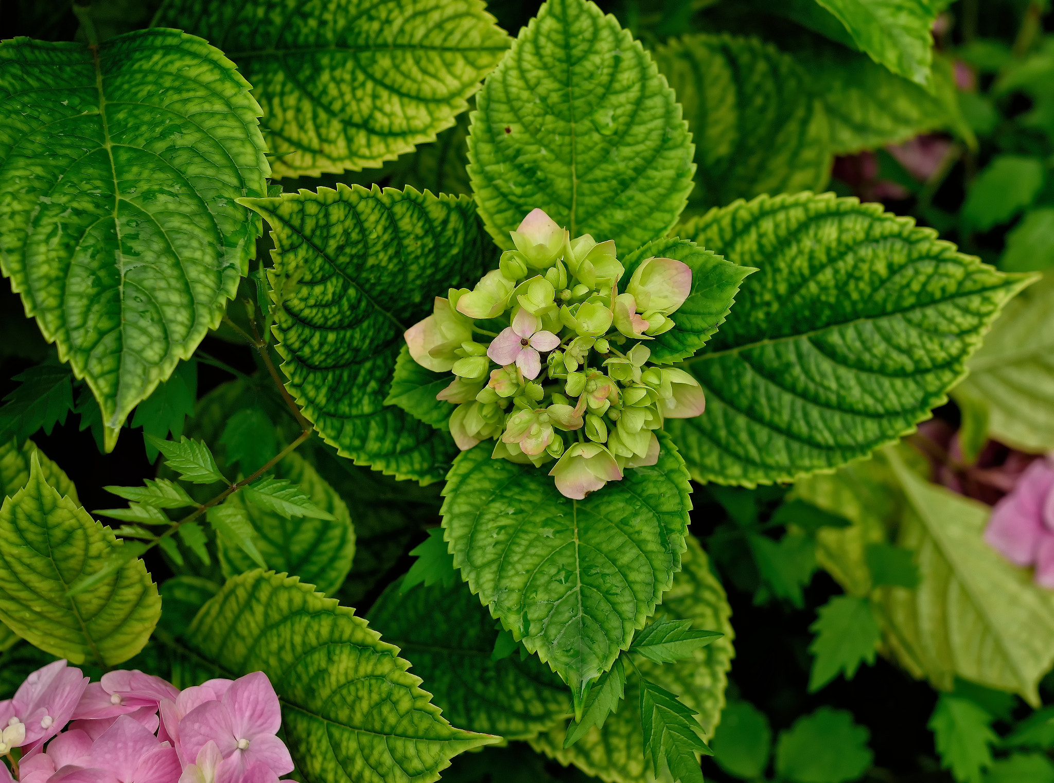 Nikon D3300 + Sigma 50mm F1.4 EX DG HSM sample photo. 19558807666.jpg photography