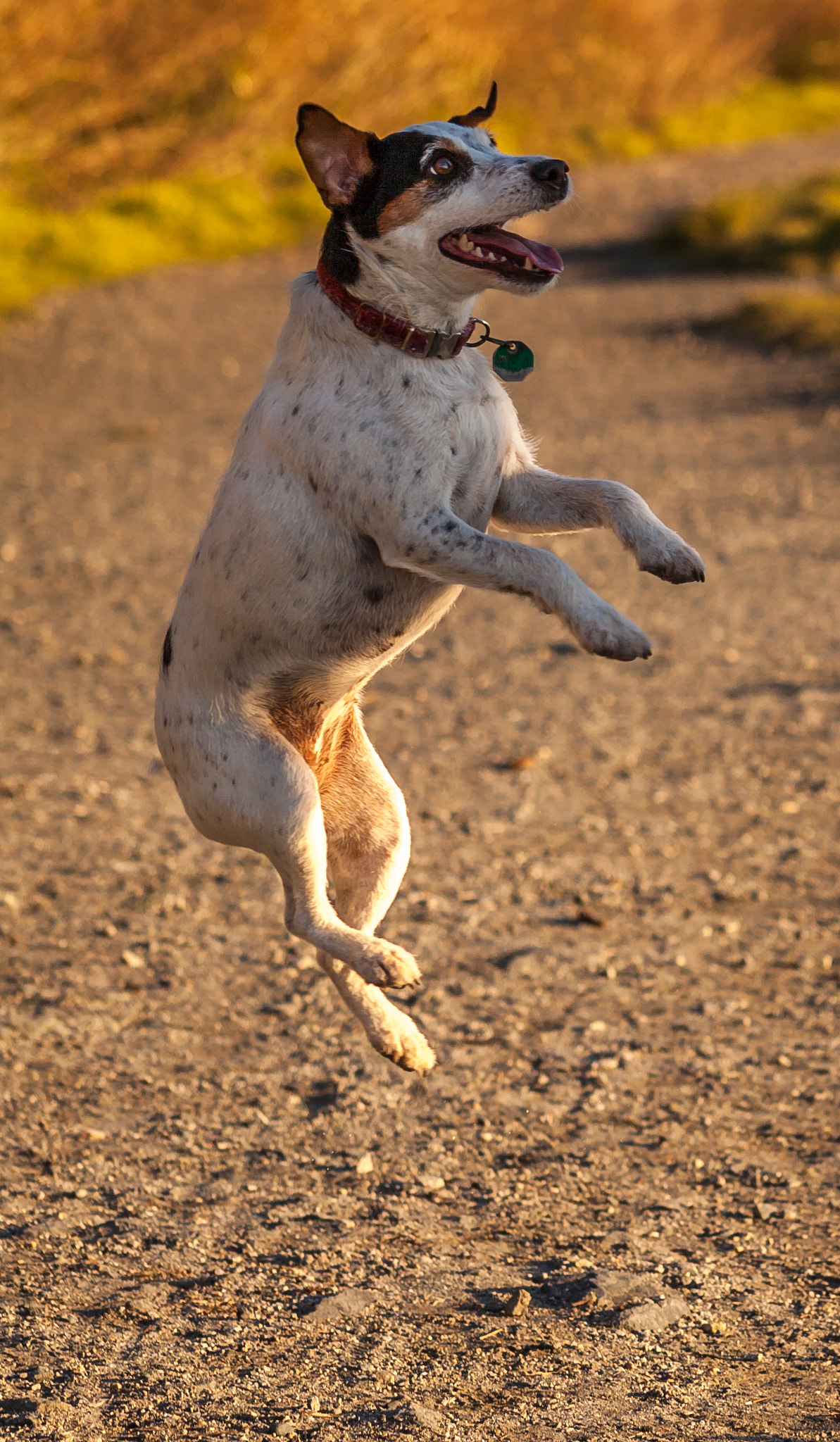 Canon EF 75-300mm f/4-5.6 USM sample photo. Jump for joy photography