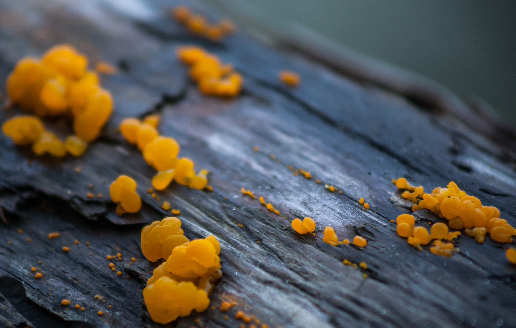 Canon EF 75-300mm f/4-5.6 USM sample photo. Beautiful decomposition photography