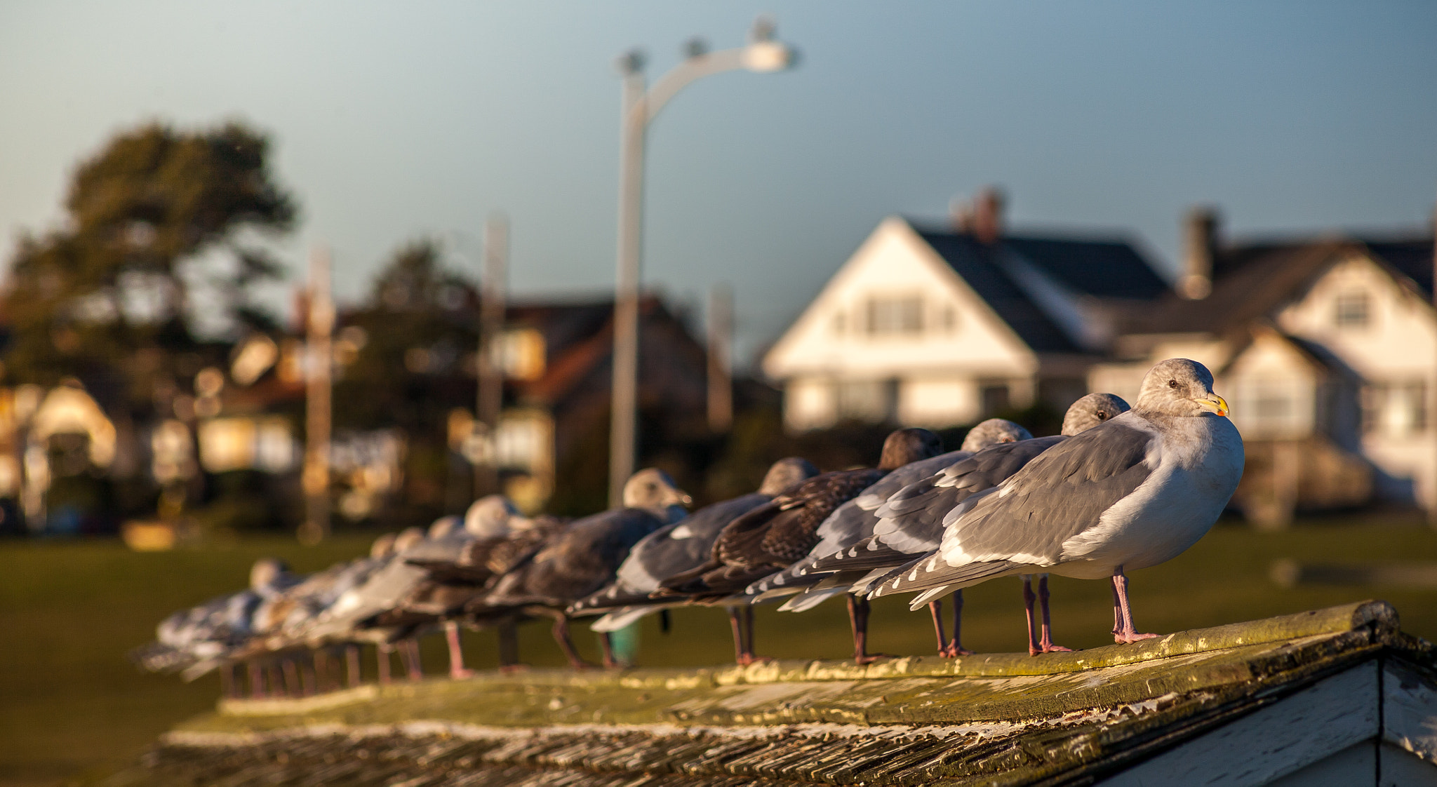 Canon EF 75-300mm f/4-5.6 USM sample photo. The gull line photography