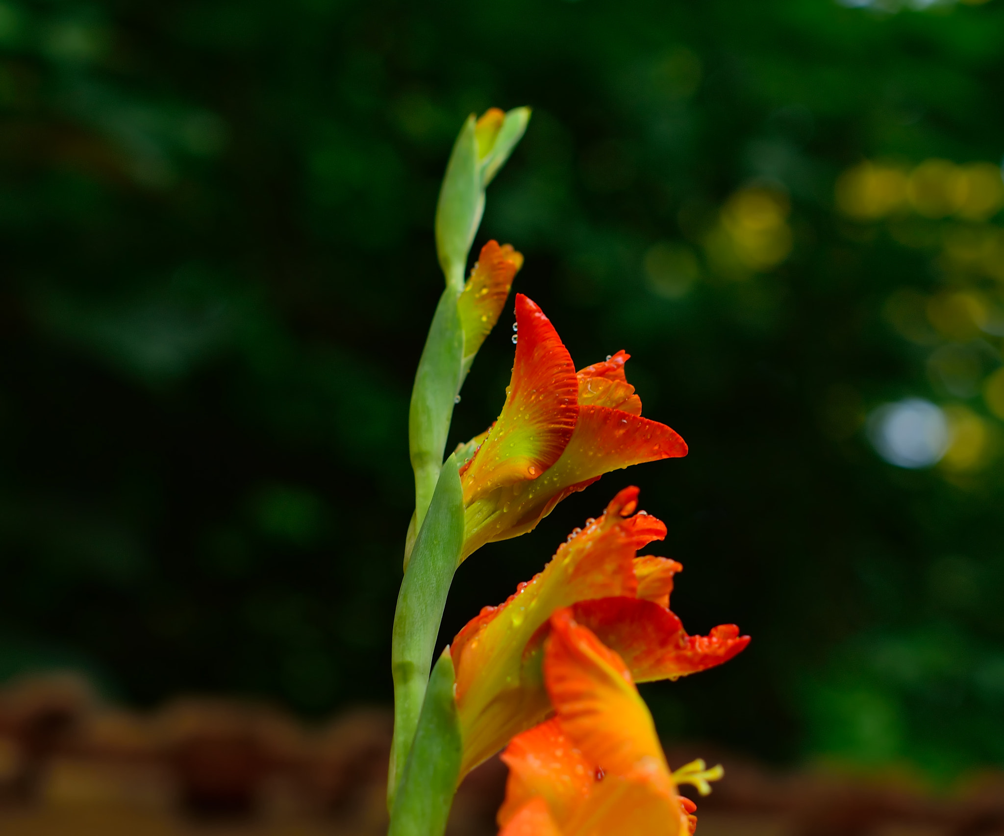 Nikon D3300 + Sigma 50mm F1.4 EX DG HSM sample photo. 19312933738.jpg photography