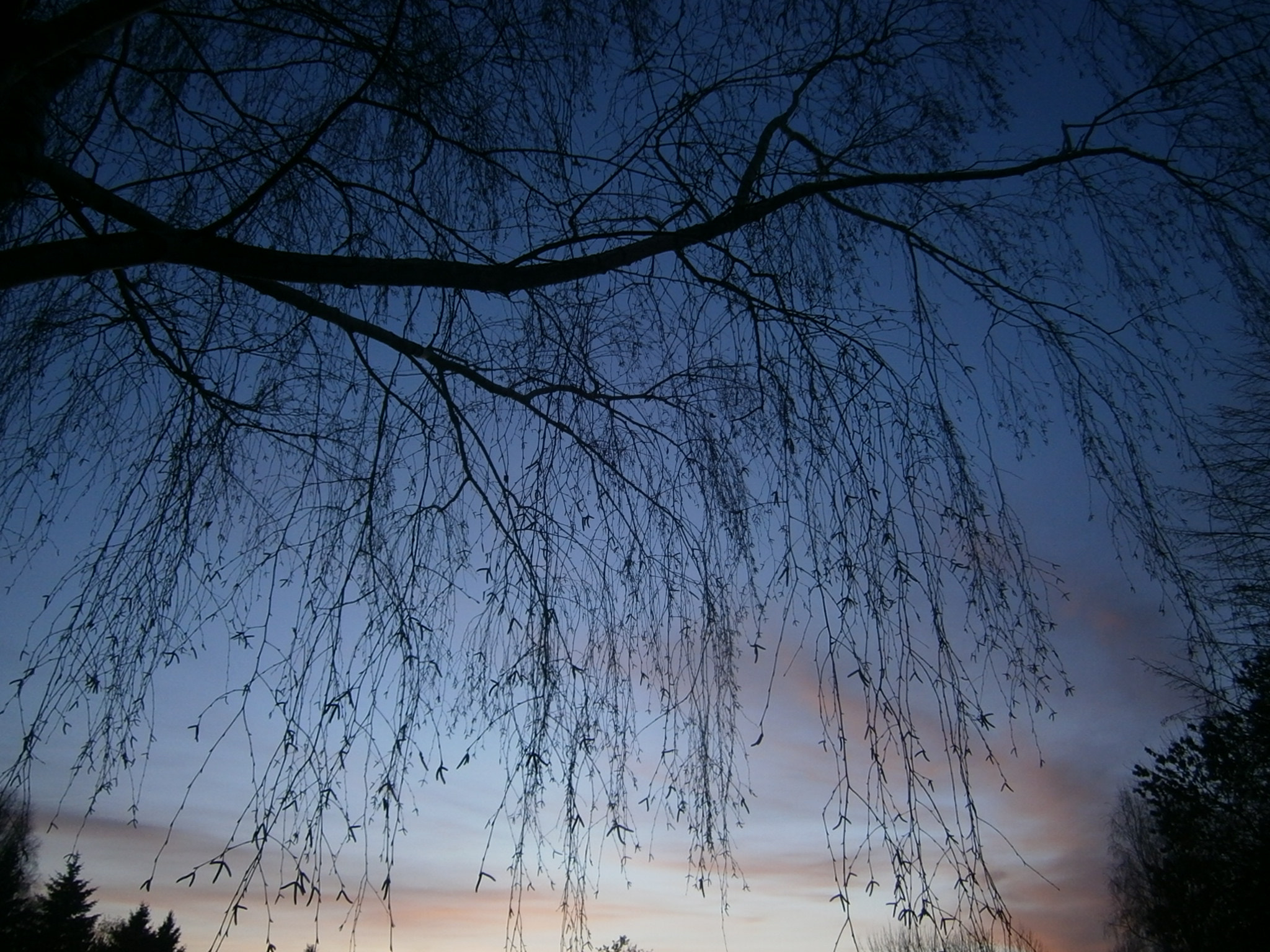 Olympus VG130,D710 sample photo. Sunset trees photography