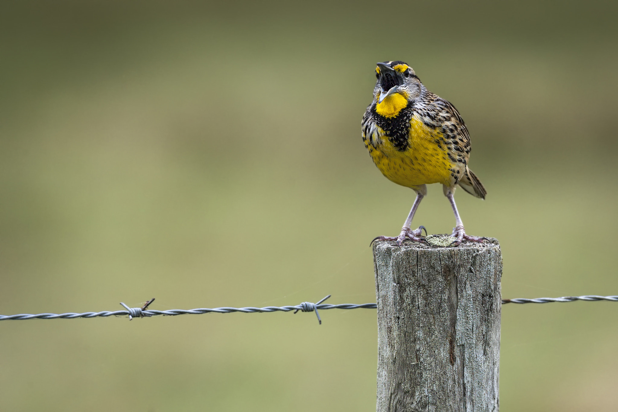 Canon EF 500mm F4L IS USM sample photo. Eastern meadowlarkedit photography