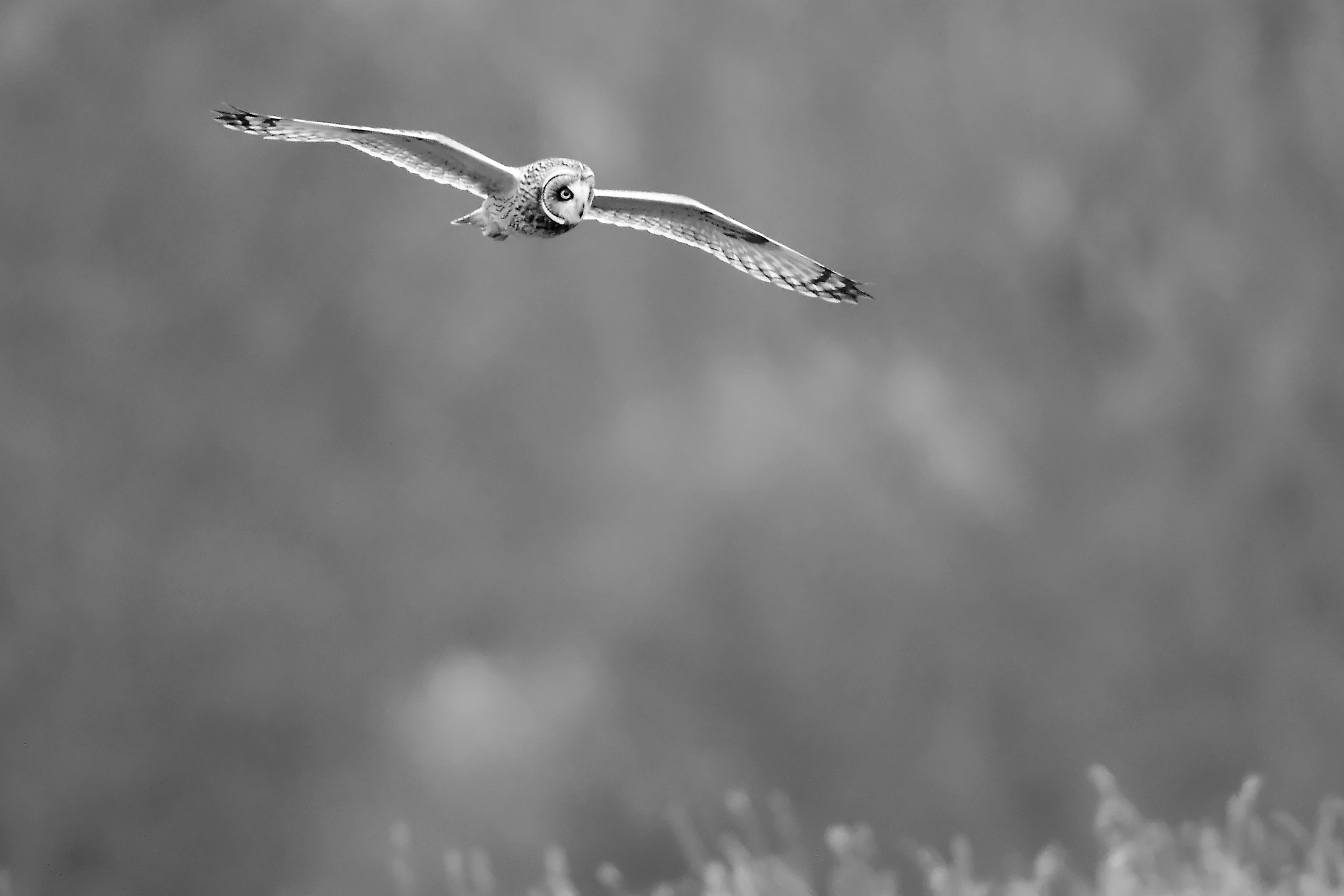 Nikon D7200 + Sigma 500mm F4.5 EX DG HSM sample photo. Nowhere to hide ..... photography