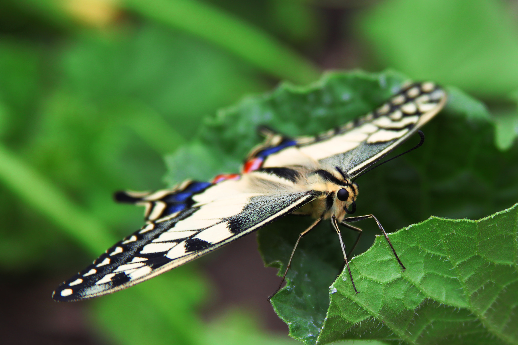 Canon EF 28-135mm F3.5-5.6 IS USM sample photo. Butterfly photography