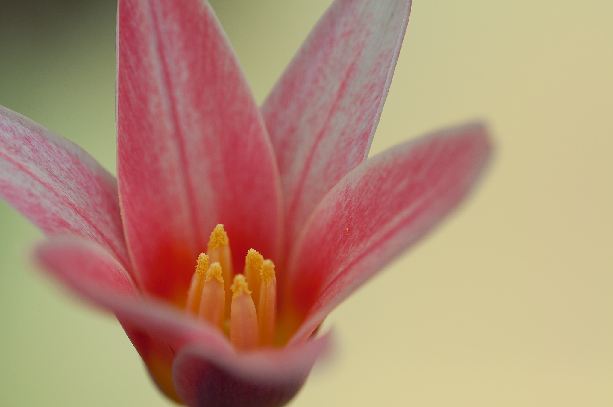 Sigma 150mm F2.8 EX DG OS Macro HSM sample photo. For my sister photography