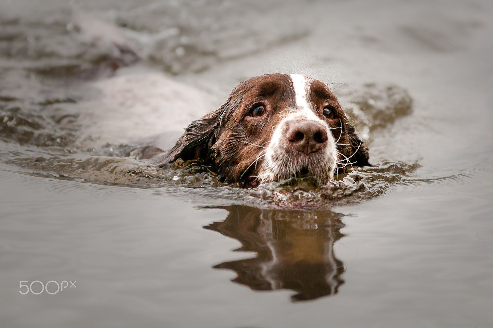 Sigma 70-200mm F2.8 EX DG OS HSM sample photo. Monty swim photography