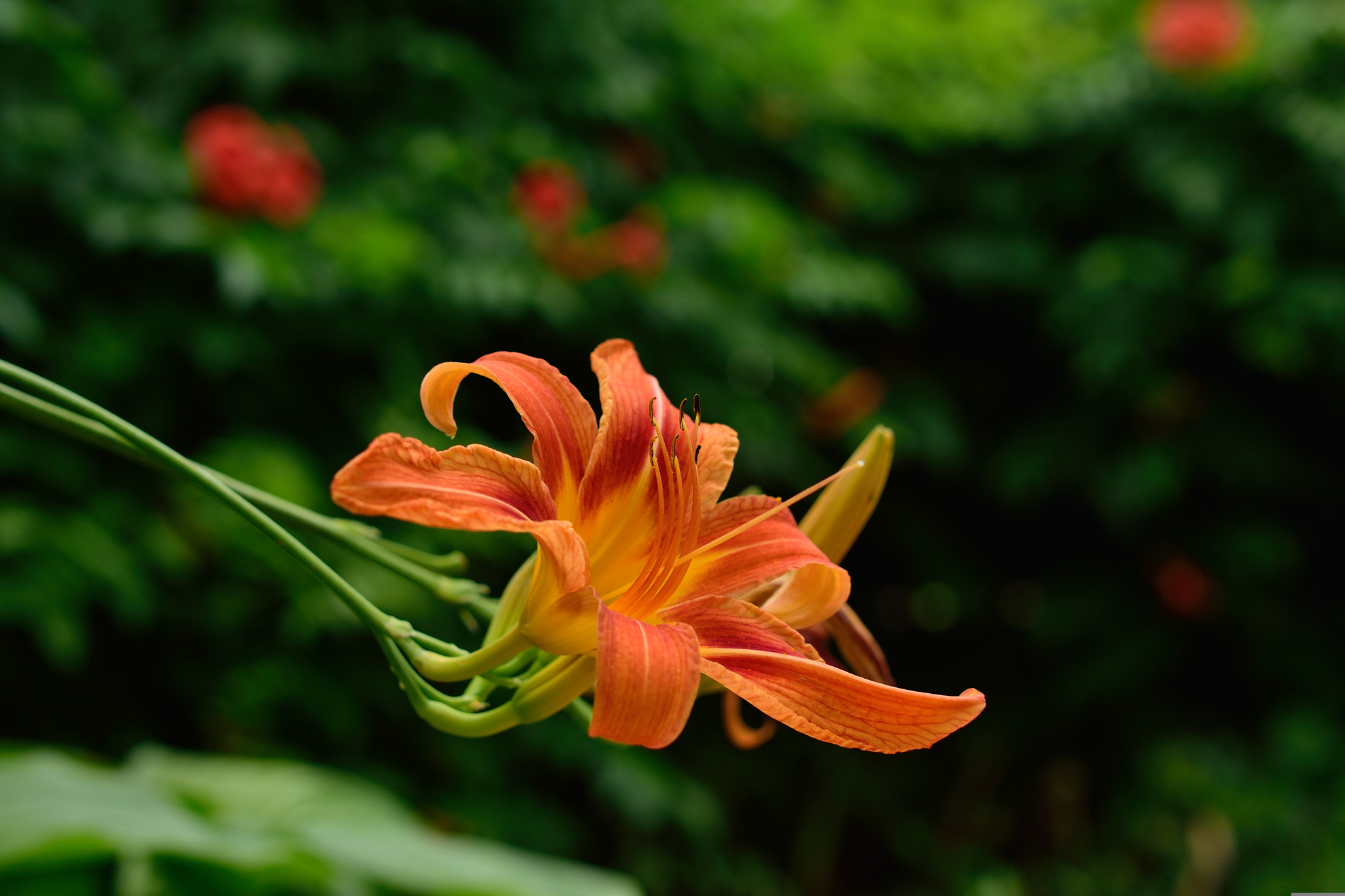Nikon D3300 + Sigma 50mm F1.4 EX DG HSM sample photo. 18931837712.jpg photography