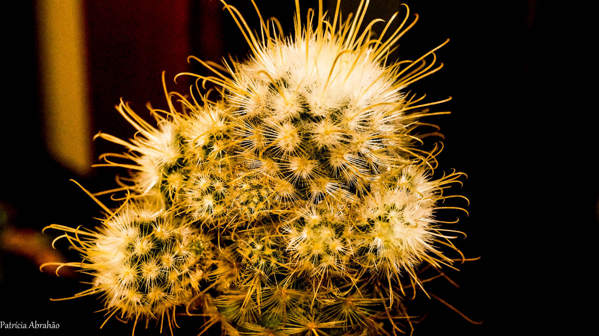 Sony DT 35mm F1.8 SAM sample photo. Suculenta. photography