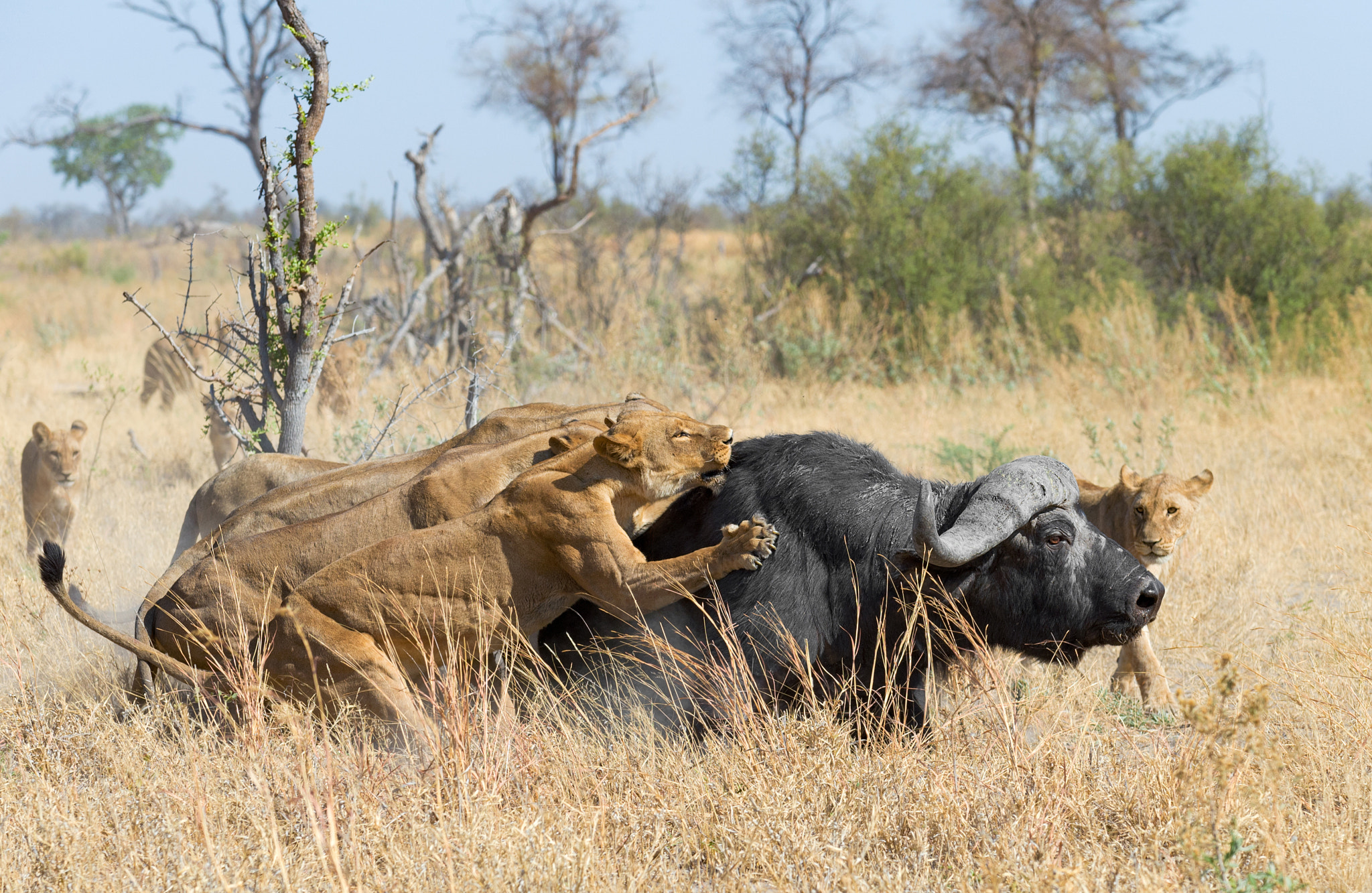 Nikon AF-S Nikkor 70-200mm F4G ED VR sample photo. Buffalo blitz! photography