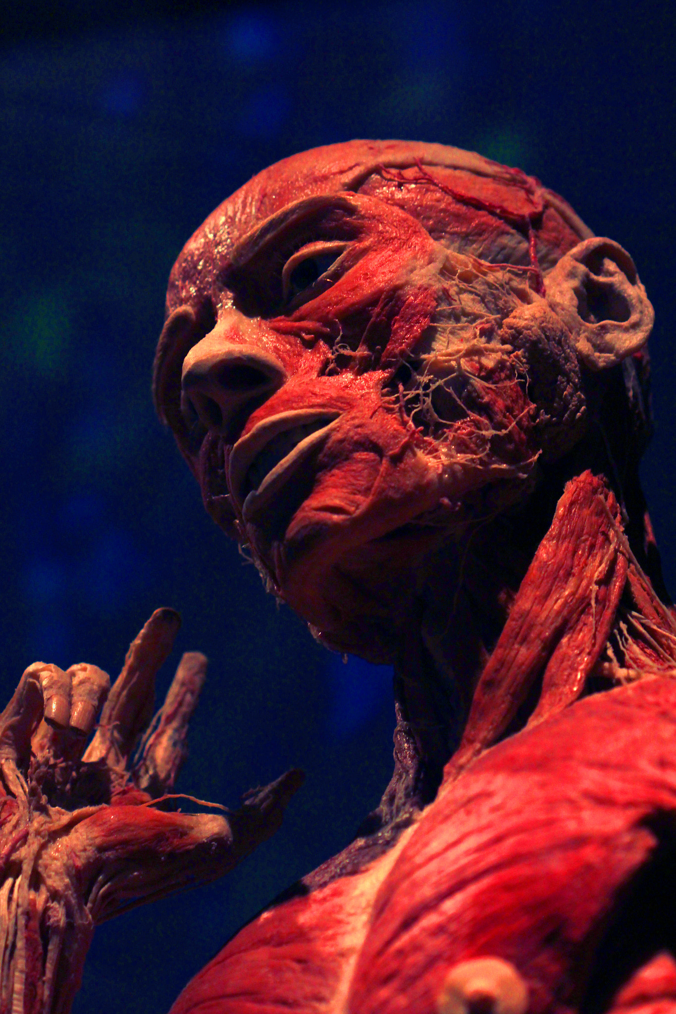 Canon EF 100mm F2.8 Macro USM sample photo. Body worlds photography