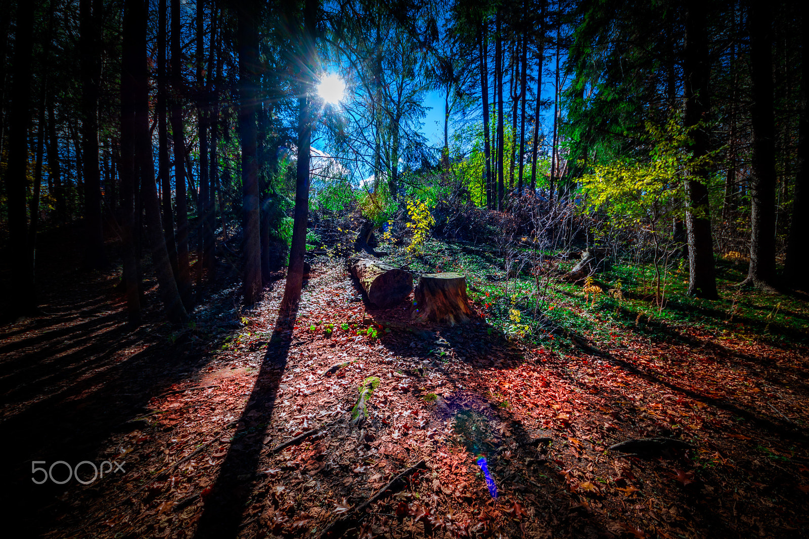 Sigma 8-16mm F4.5-5.6 DC HSM sample photo. Fall forest 7 photography