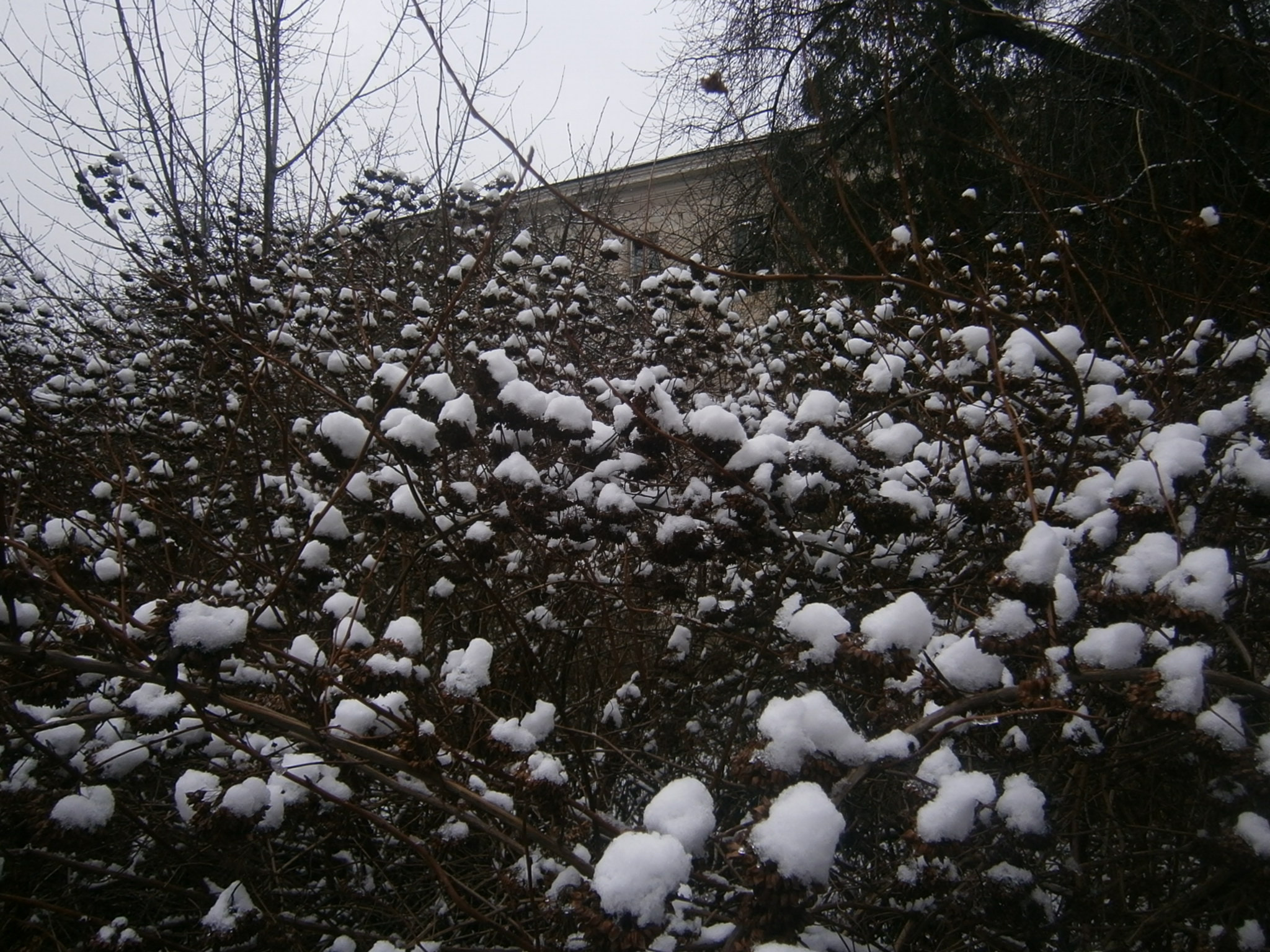 Olympus VG130,D710 sample photo. Day in winter photography