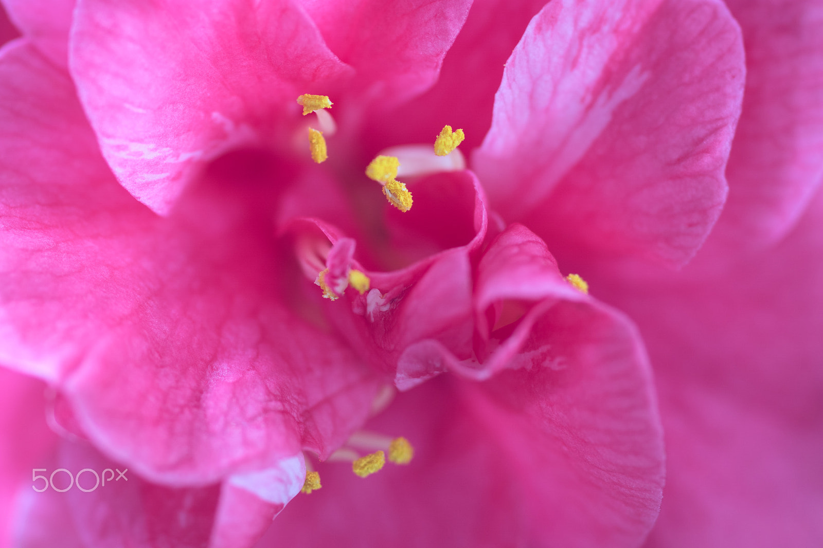 Sony ILCA-77M2 + Sony 100mm F2.8 Macro sample photo. Rose of winter-theaceae camellia japonica photography