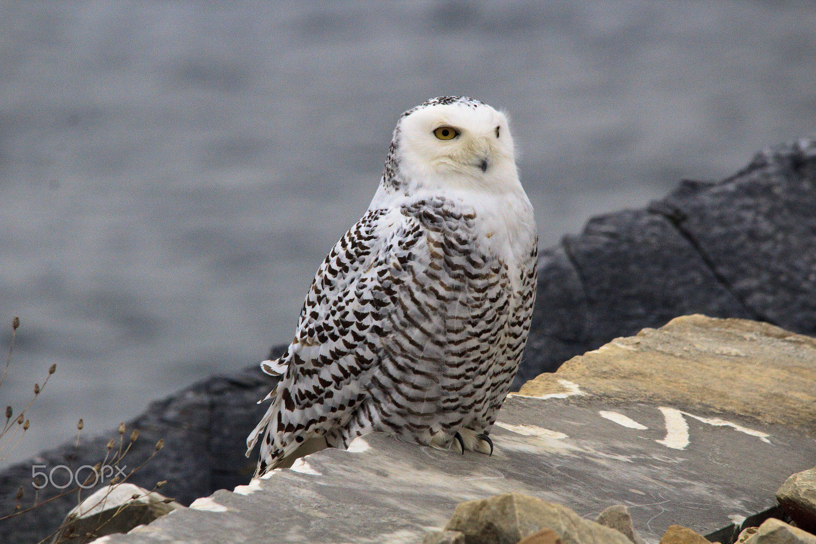 Sigma 150-500mm F5-6.3 DG OS HSM sample photo. Snowy owl photography