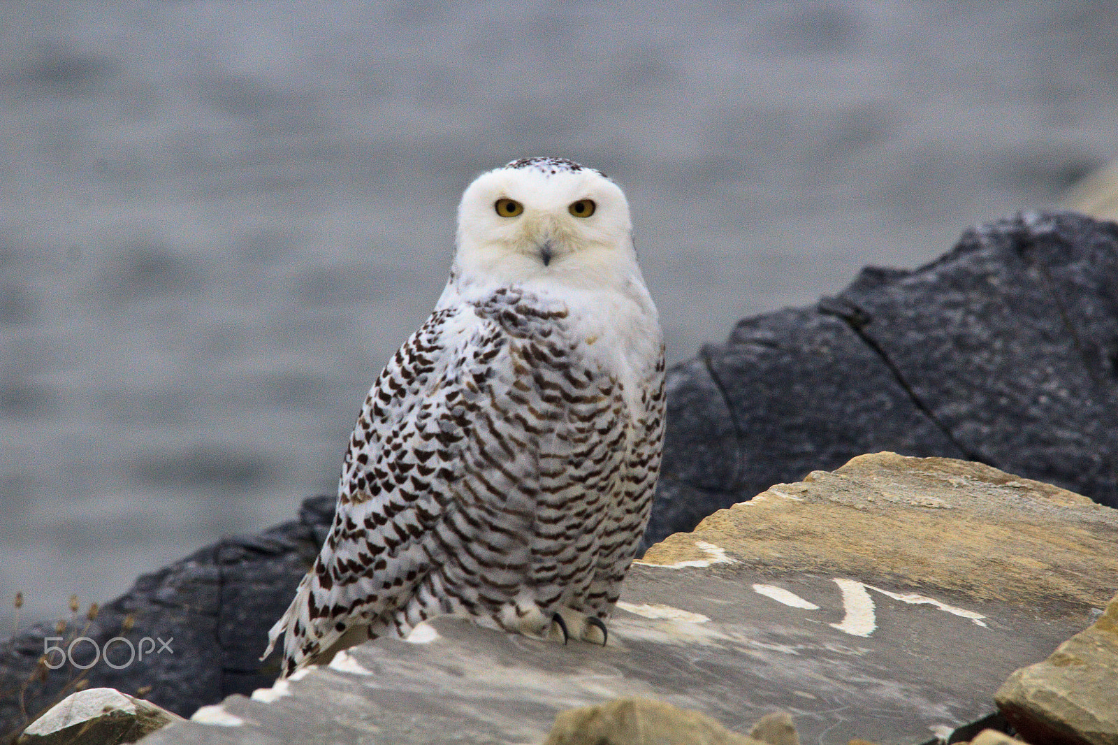 Sigma 150-500mm F5-6.3 DG OS HSM sample photo. Snowy owl photography