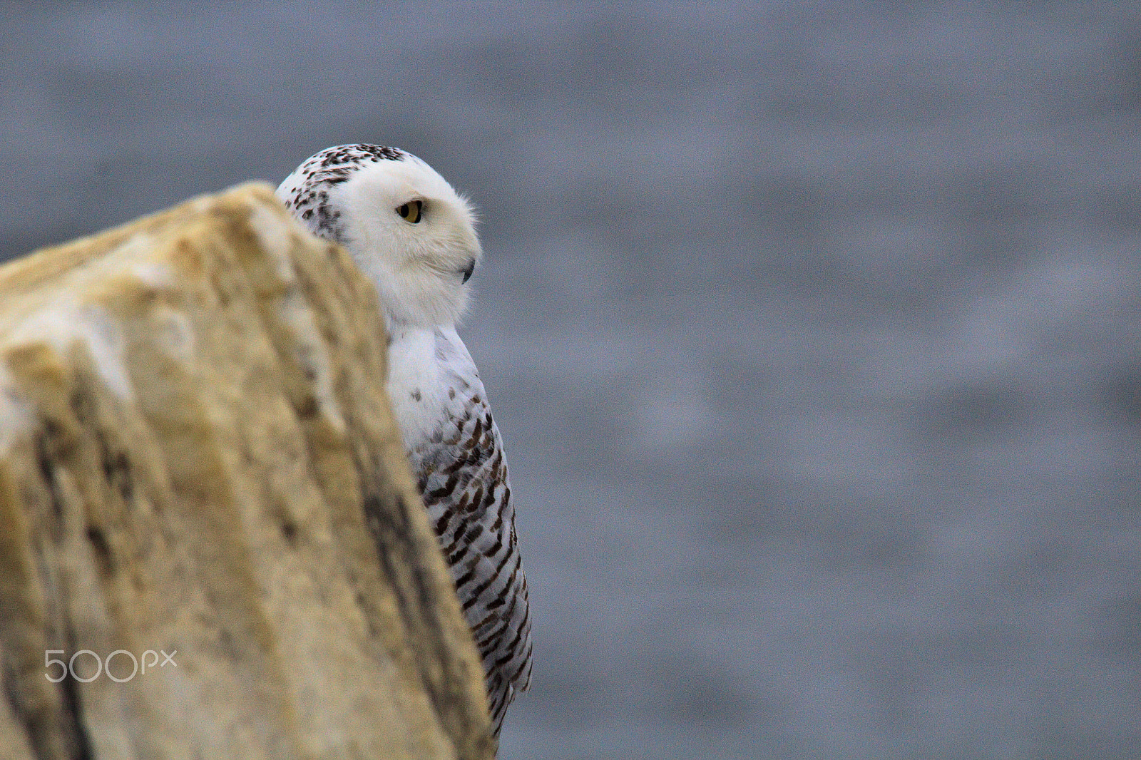 Sigma 150-500mm F5-6.3 DG OS HSM sample photo. Snowy owl photography