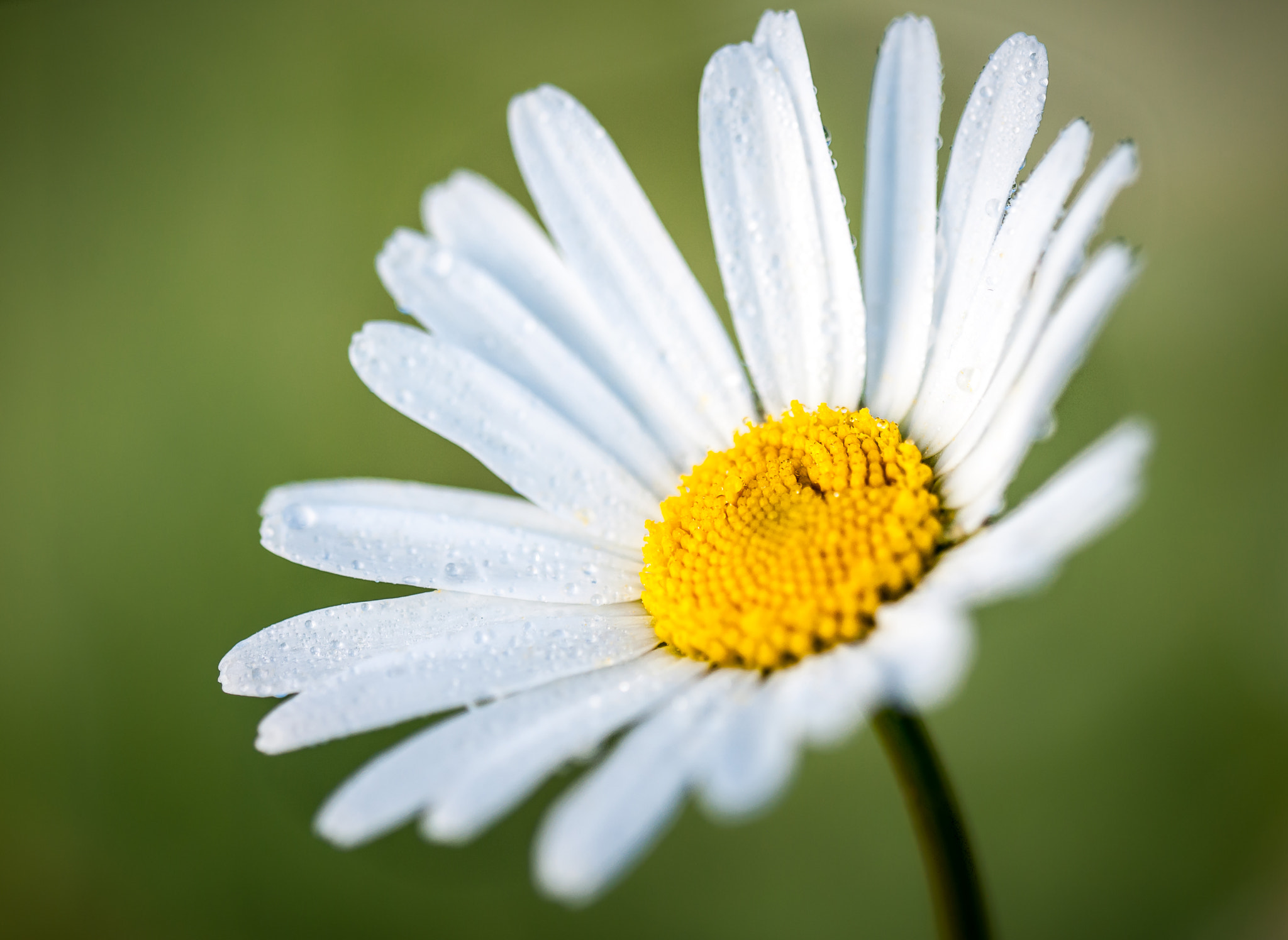 Sigma 150mm F2.8 EX DG OS Macro HSM sample photo. A happy rainy day photography
