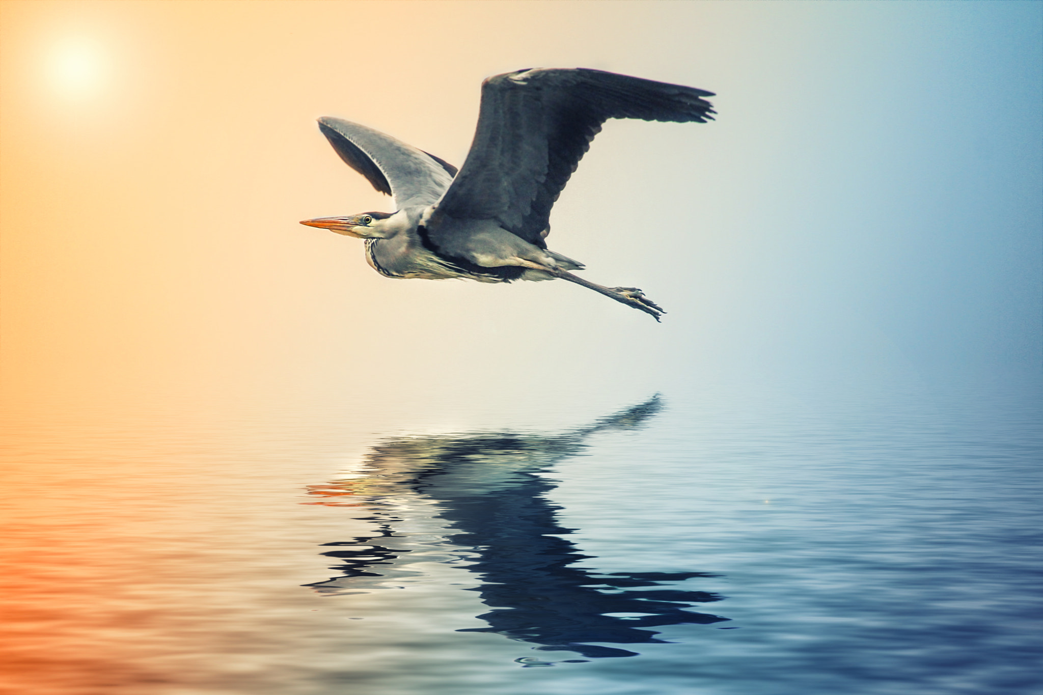 Sigma 50-500mm f/4-6.3 APO HSM EX sample photo. Grey heron photography