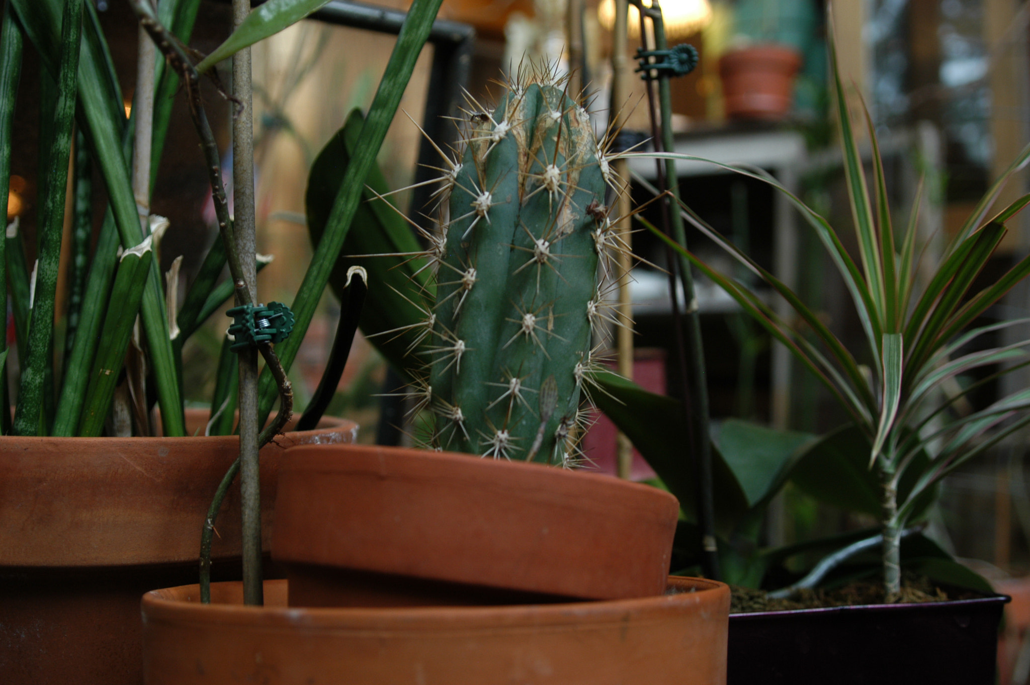 Nikon D100 sample photo. Seagreen photography
