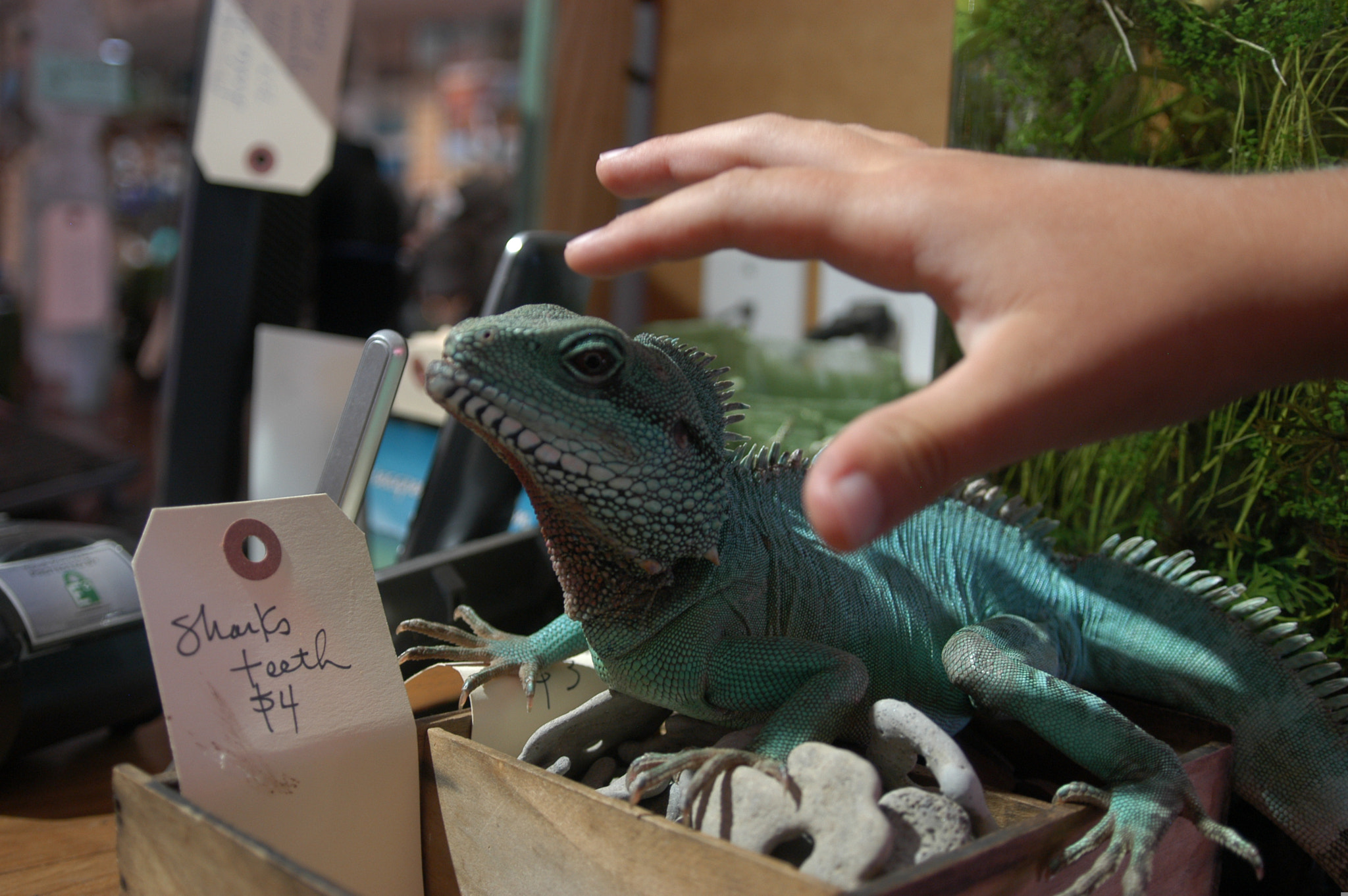 Nikon D100 sample photo. Seagreen photography