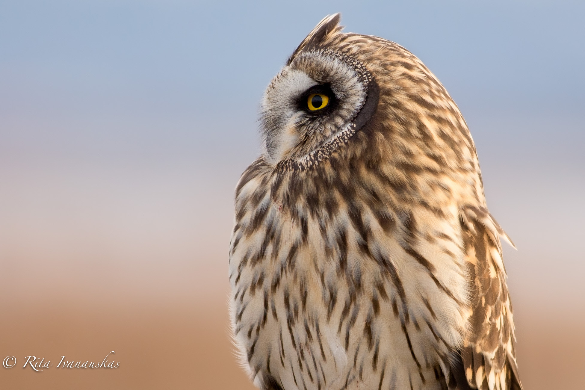 Canon EOS-1D X + Canon EF 400mm F5.6L USM sample photo. Lovely profile photography