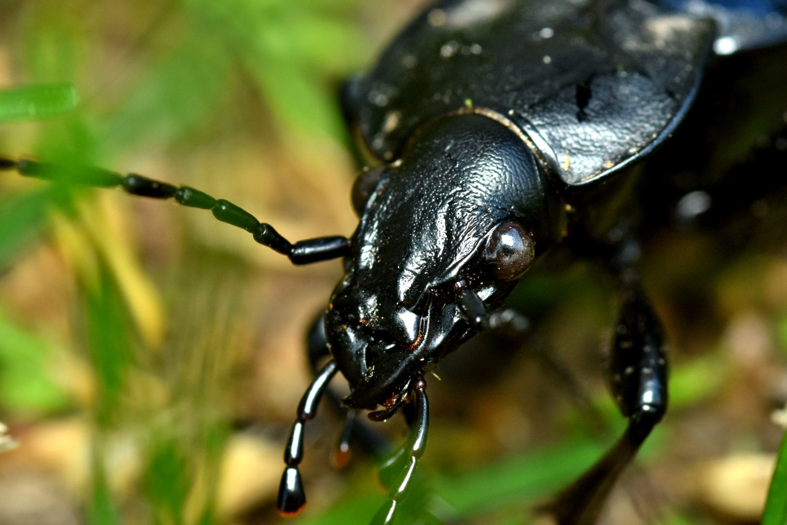 Nikon D7200 + Sigma 105mm F2.8 EX DG Macro sample photo. Böcek photography