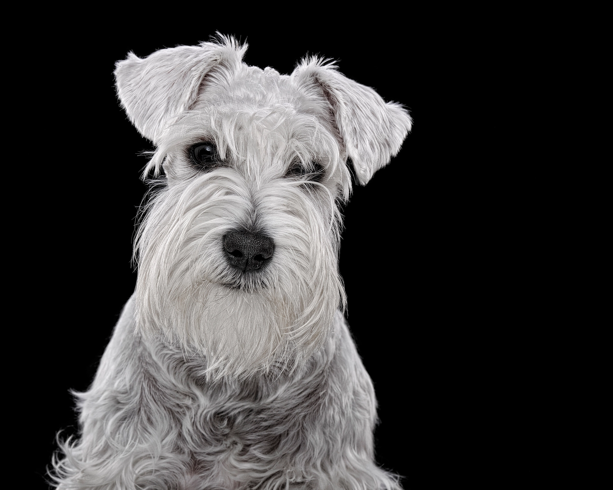 Nikon D3X sample photo. Dogheadshot photography