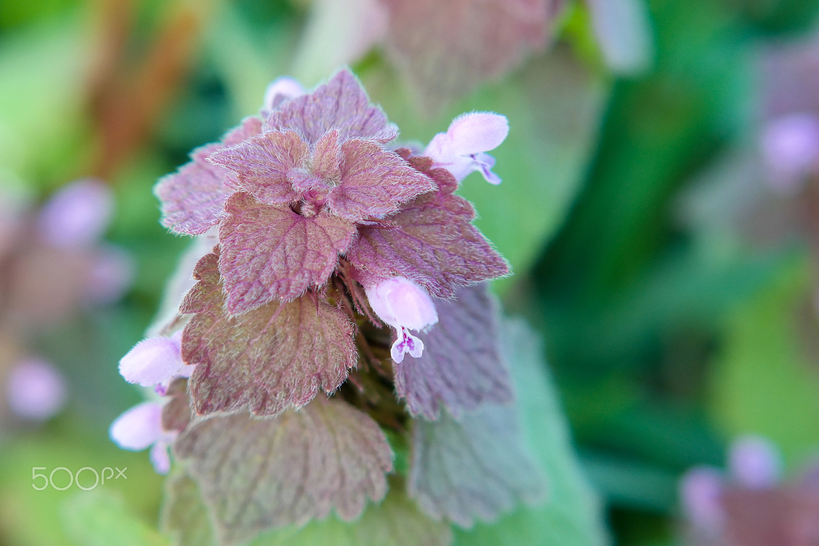 Samsung NX30 + NX 50-200mm F4-5.6 sample photo. Flowers photography