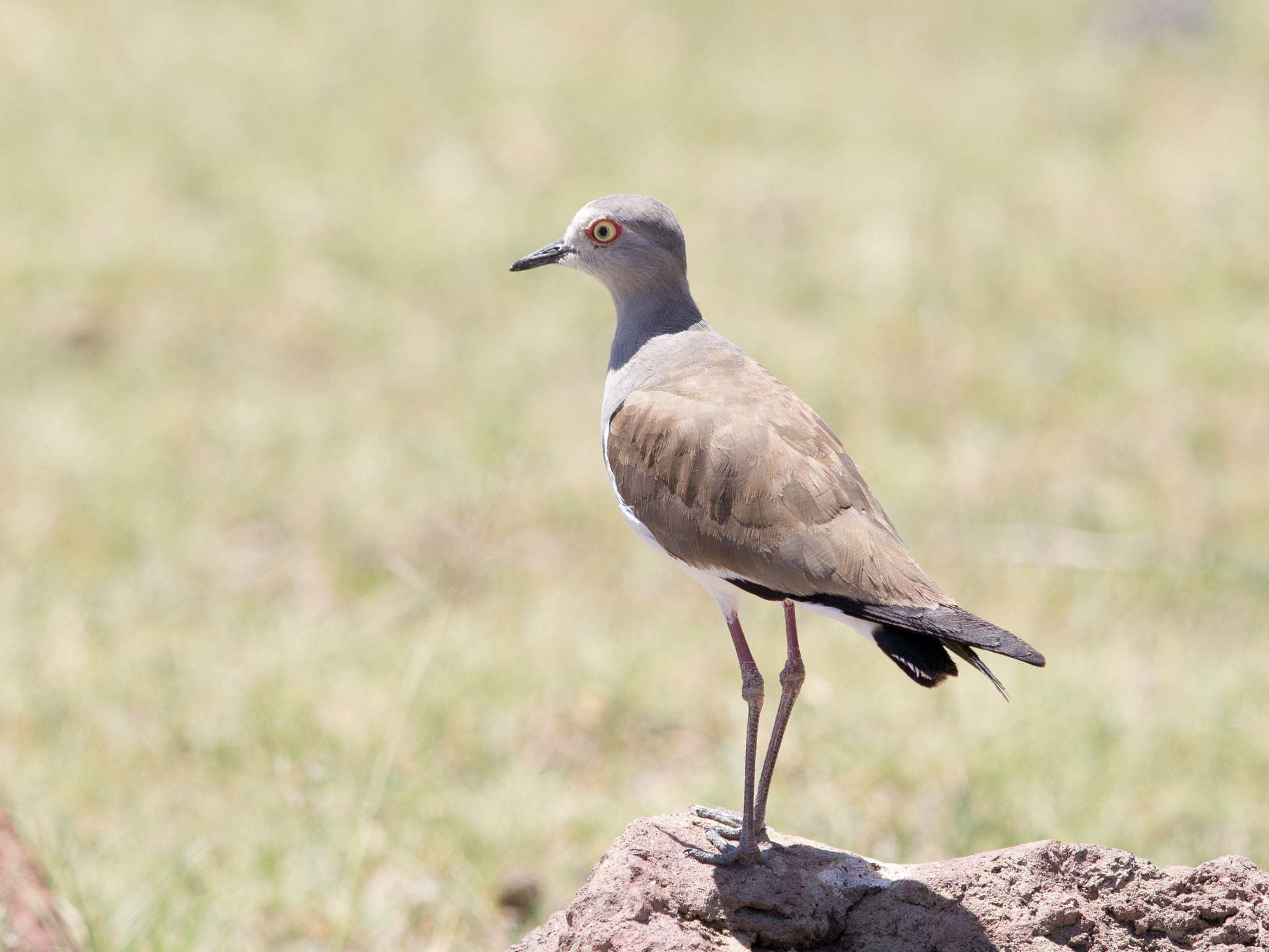 Olympus E-5 + OLYMPUS 300mm Lens sample photo. Black-winged lapwing photography