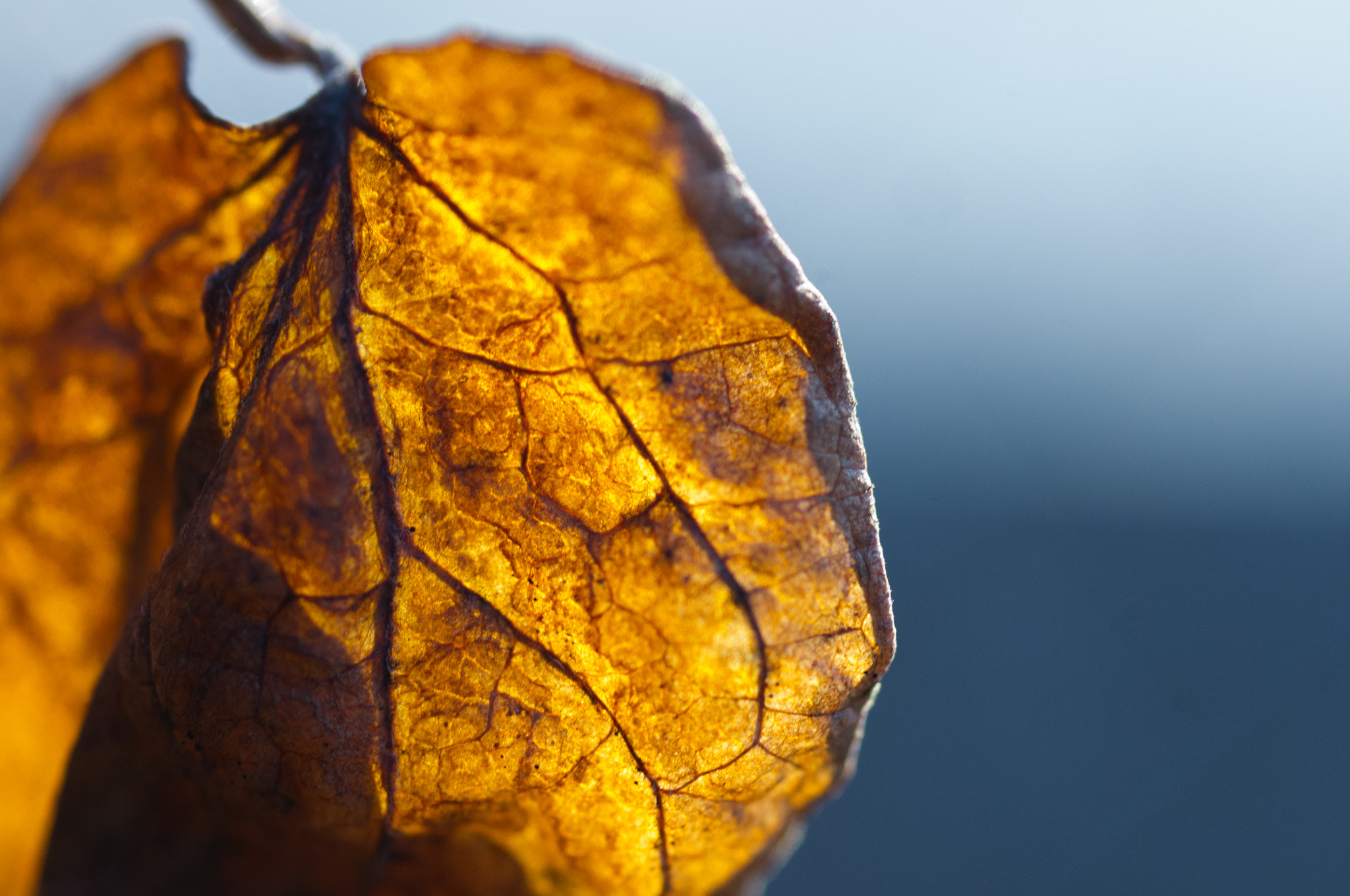 Pentax smc D-FA 50mm F2.8 Macro sample photo. Leaf veins photography