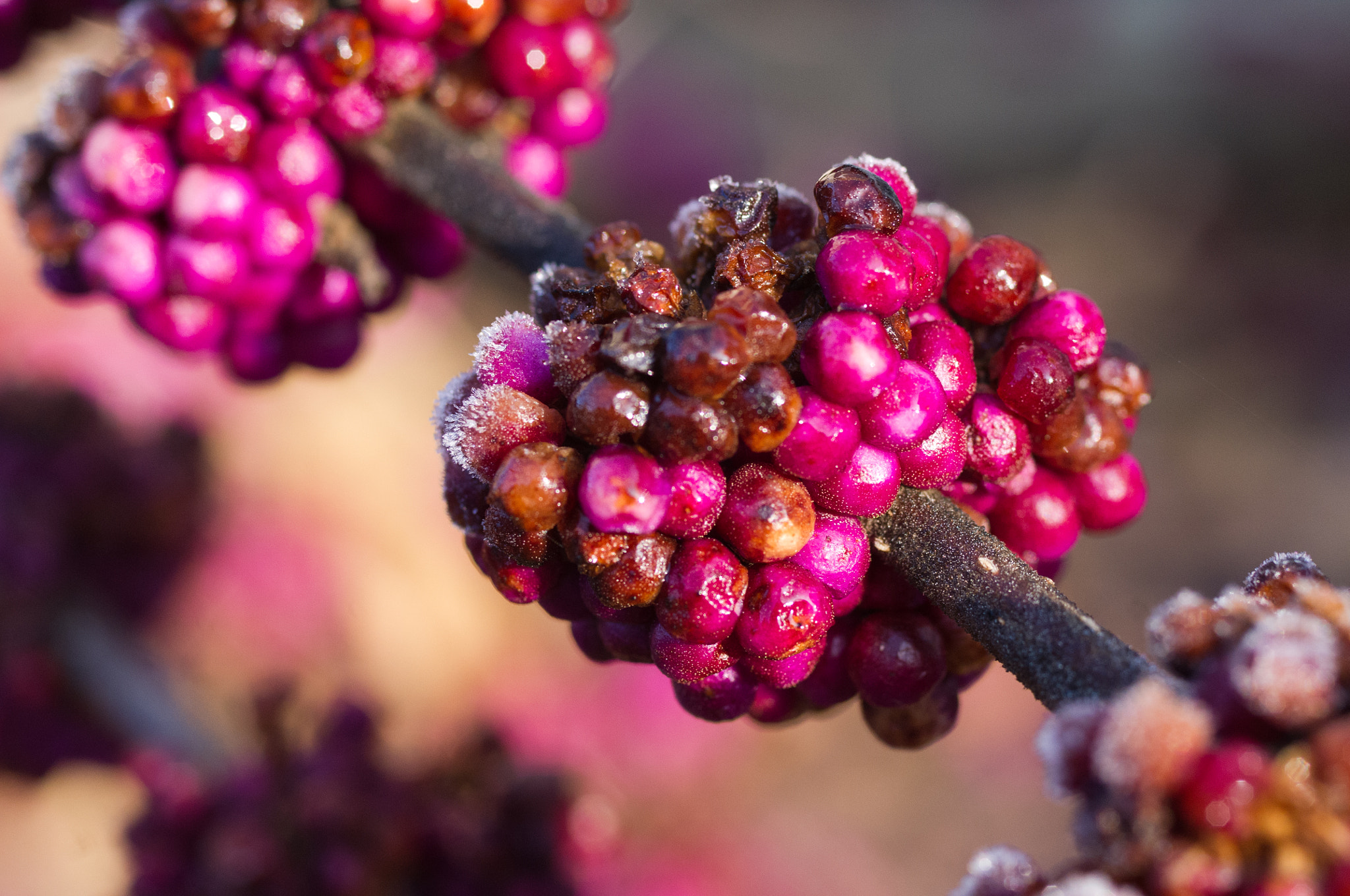 Pentax smc D-FA 50mm F2.8 Macro sample photo. American beauty berry photography