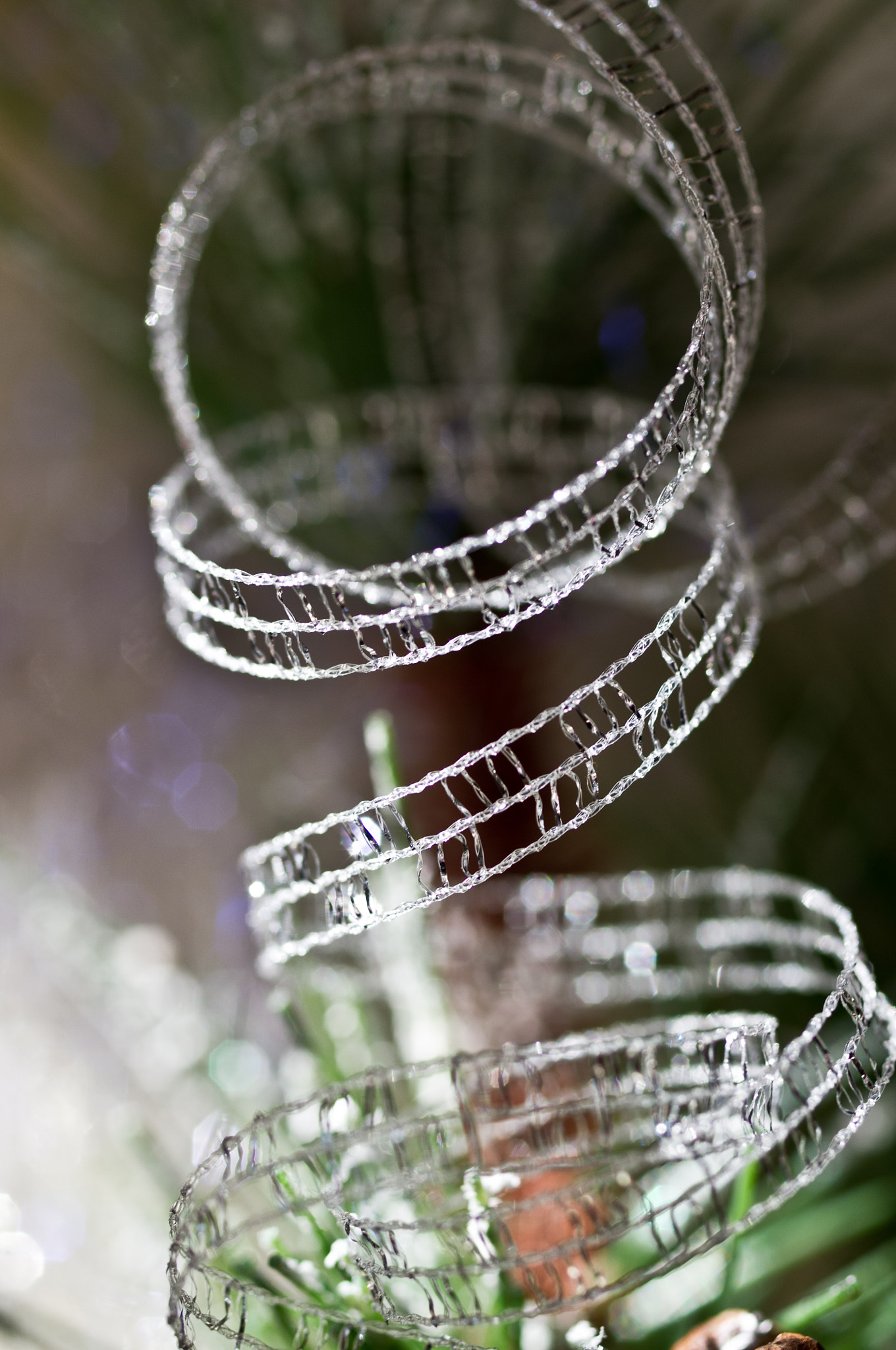 Pentax smc D-FA 50mm F2.8 Macro sample photo. Delicate ribbon photography