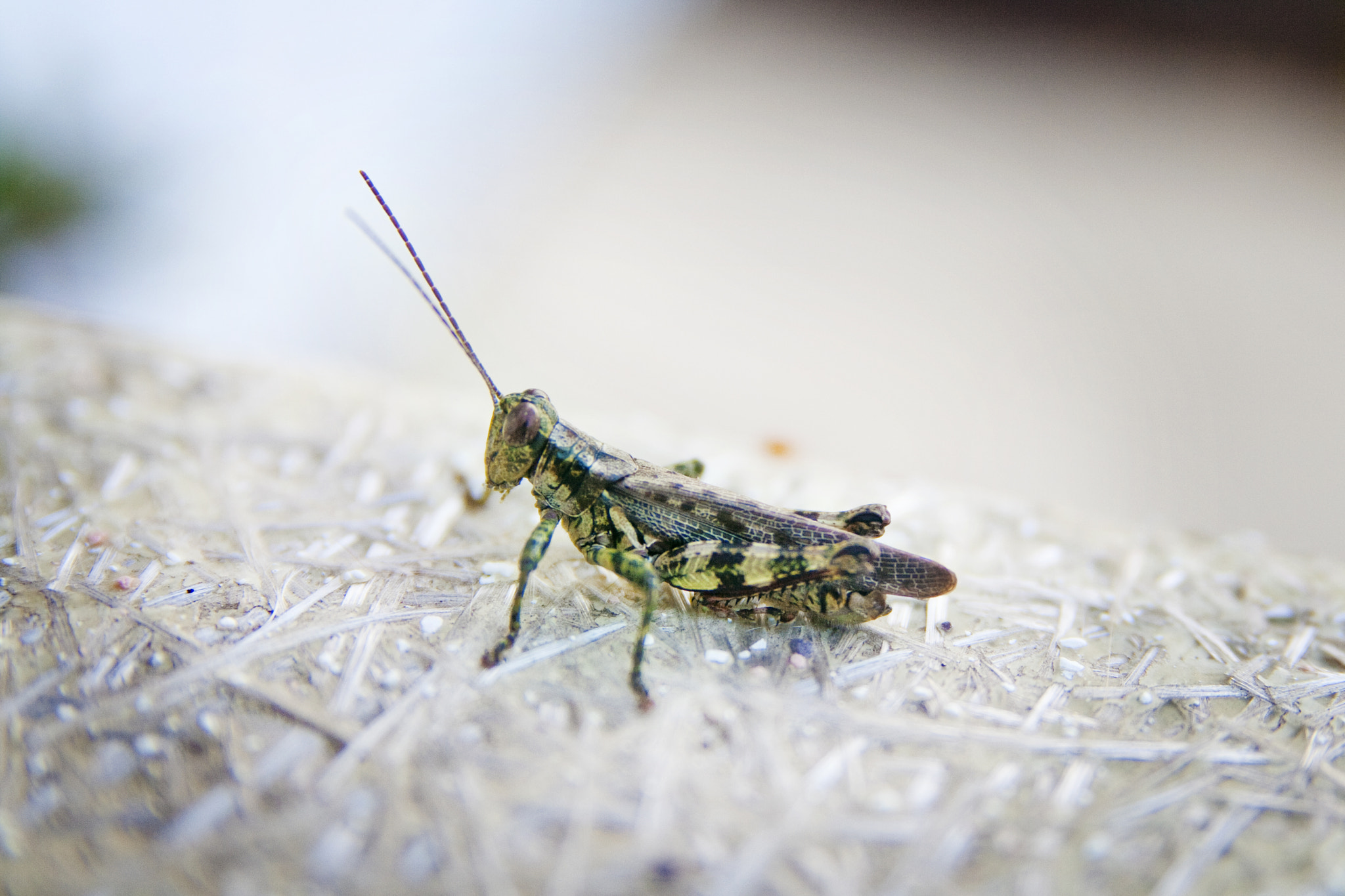 Sigma 18-50mm f/2.8 Macro sample photo. Mr. friendly grasshopper photography