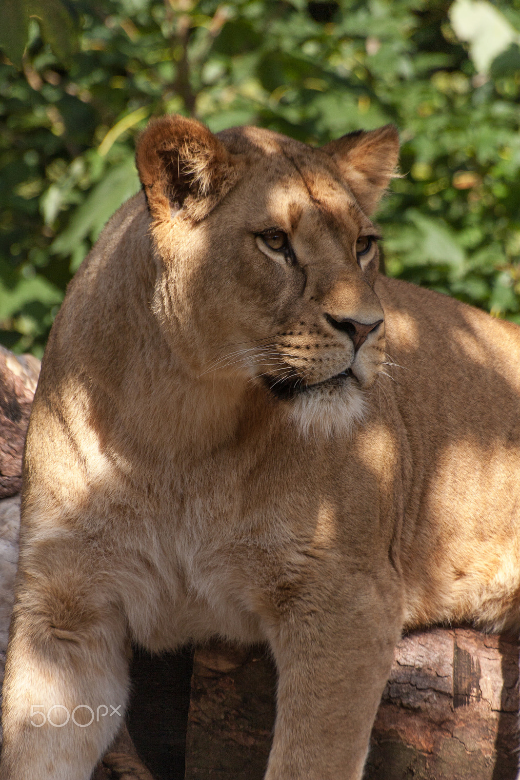 Sigma 70-300mm F4-5.6 APO DG Macro sample photo. On his throne photography