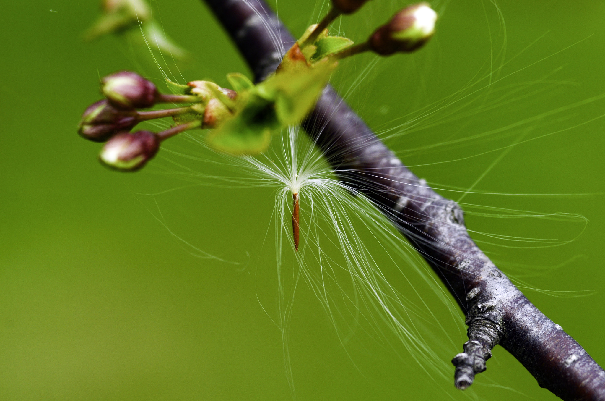 Nikon D7000 + AF Micro-Nikkor 105mm f/2.8 sample photo. Tangled seed photography
