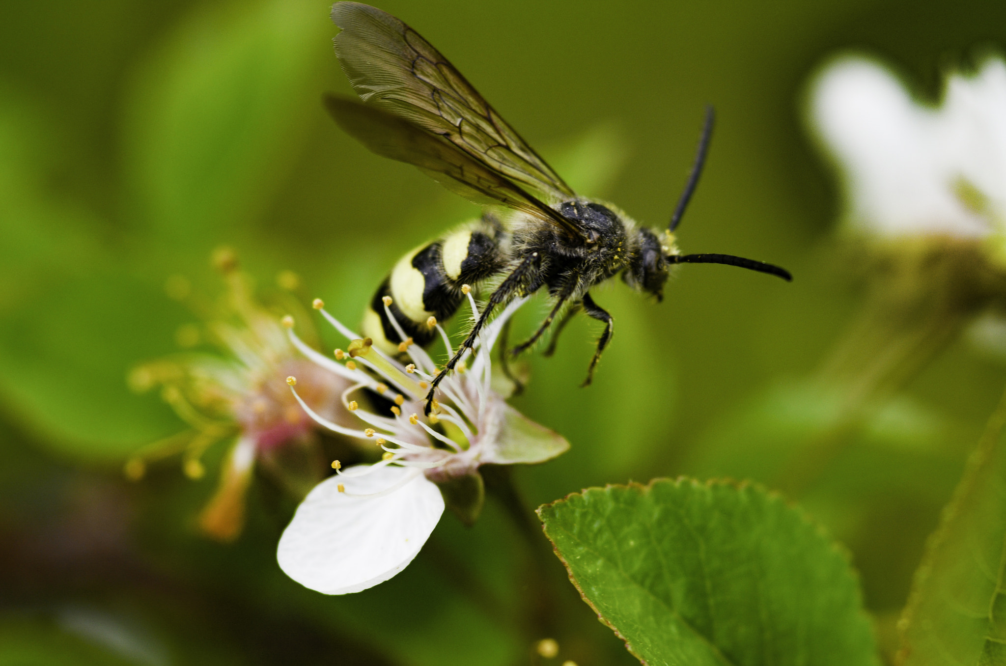 Nikon D7000 + AF Micro-Nikkor 105mm f/2.8 sample photo. Bee on the move photography