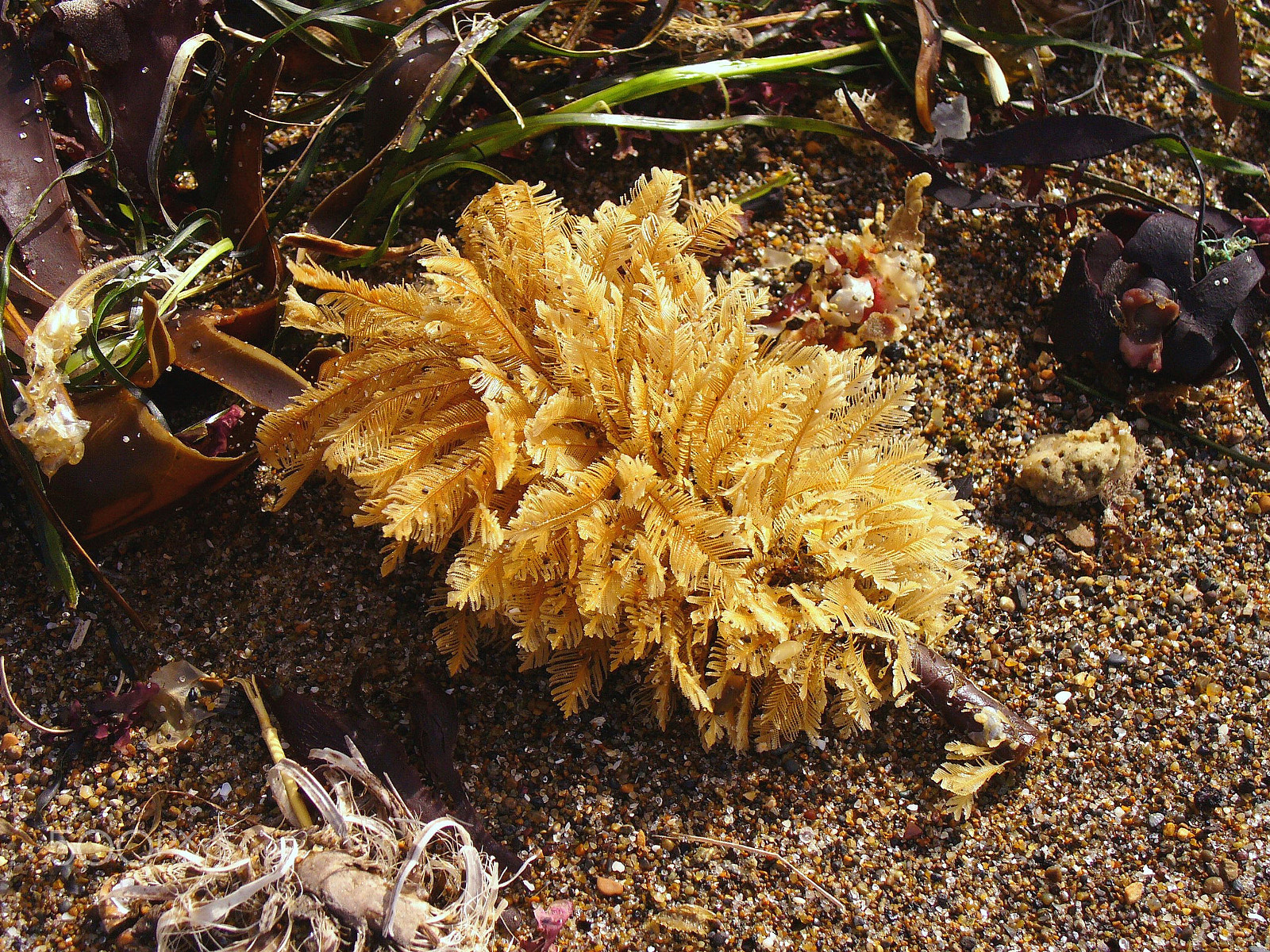 Panasonic DMC-LZ2 sample photo. What the tide washed up photography