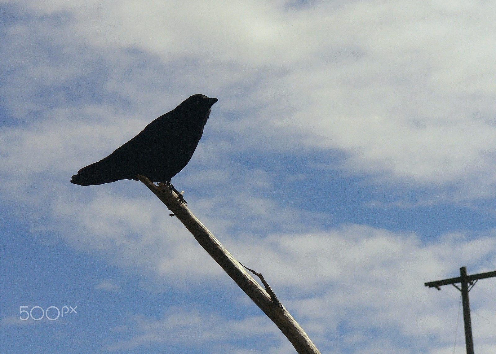 Panasonic DMC-LZ2 sample photo. Crow and telephone pole photography