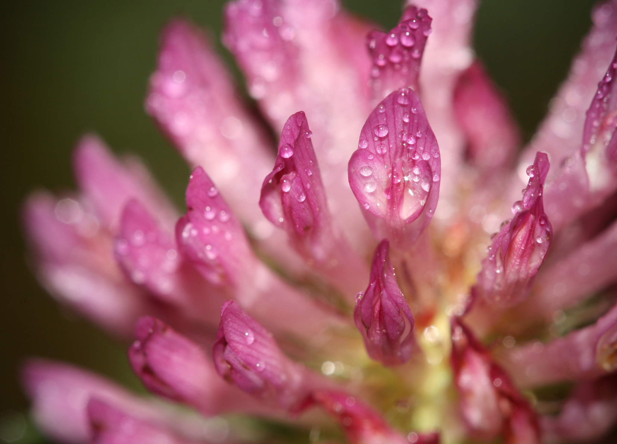 Canon EF 100mm F2.8 Macro USM sample photo. Flower photography