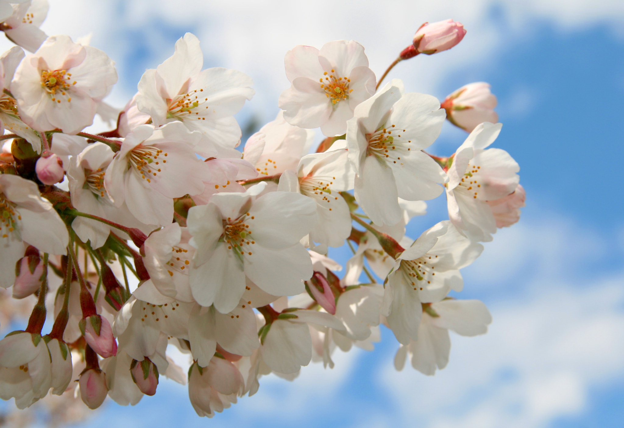 Sigma 17-70mm F2.8-4 DC Macro OS HSM sample photo. Cherry blossom photography