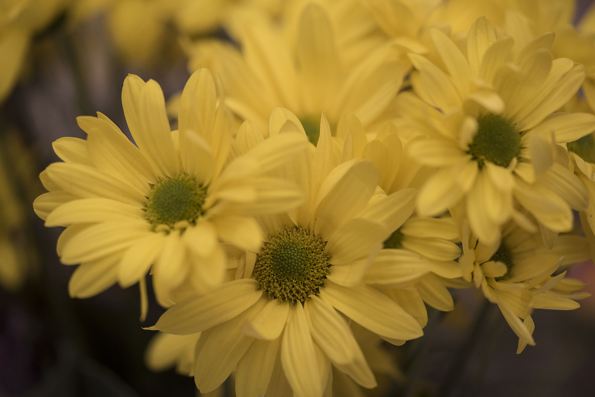 Sigma 150mm F2.8 EX DG Macro HSM sample photo. Yellow daisies... photography