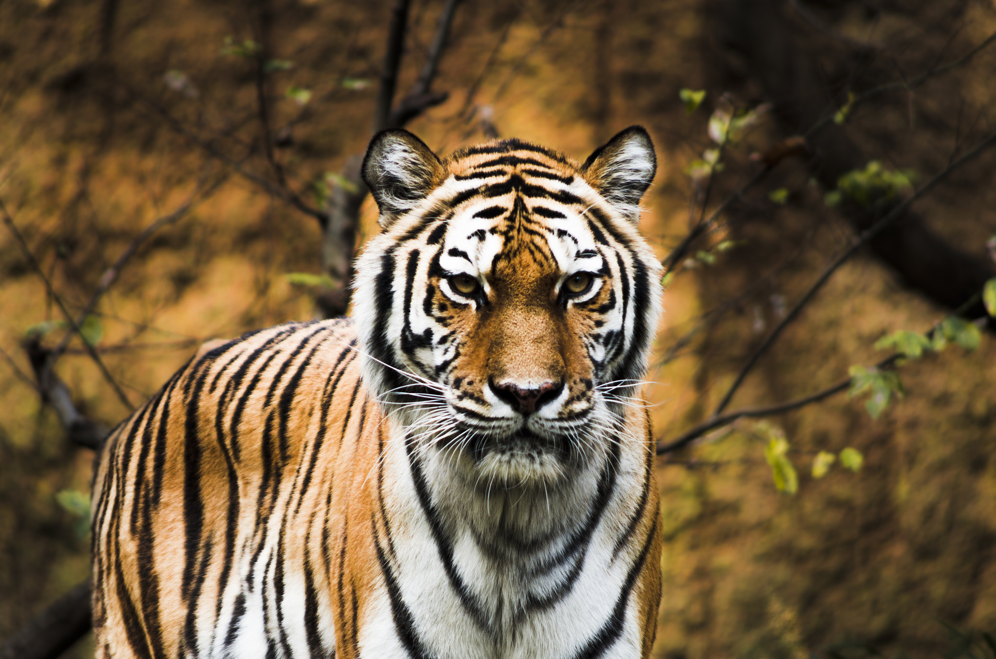 smc PENTAX-DA L 55-300mm F4-5.8 ED sample photo. Siberian tiger photography