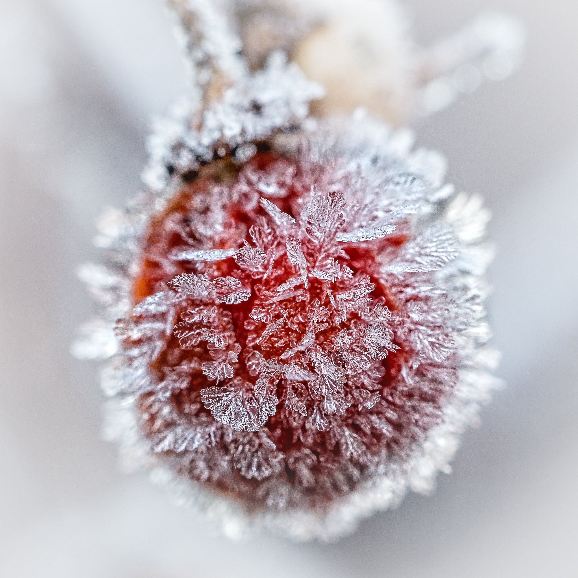 Sigma APO Macro 150mm f/2.8 EX DG HSM sample photo. Nature's ornament photography