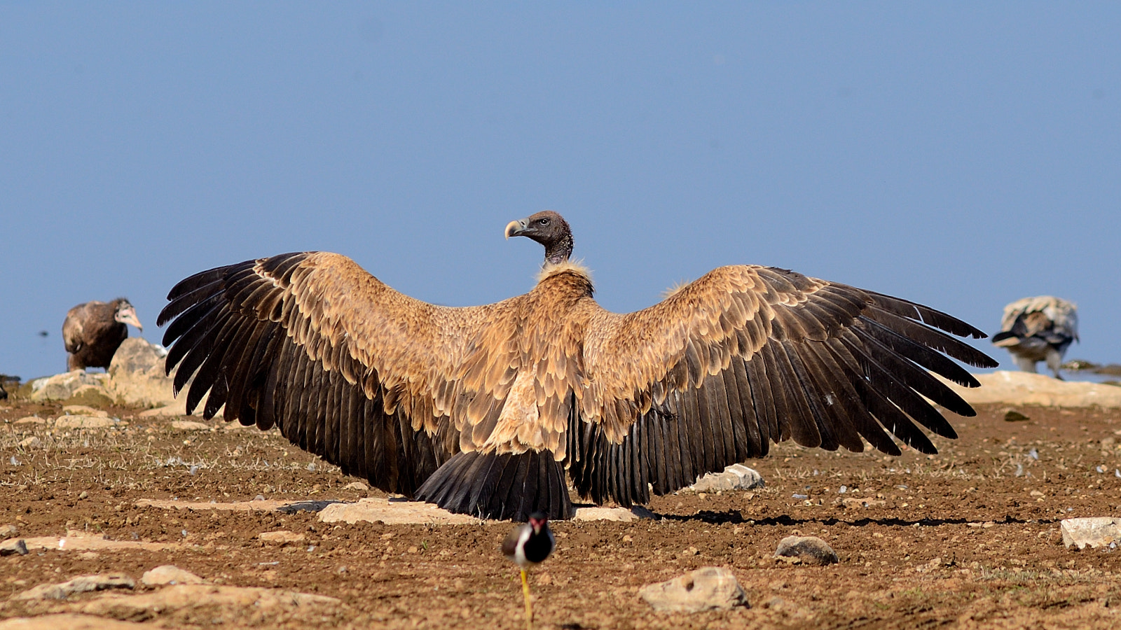 Nikon D7000 + AF Nikkor 300mm f/4 IF-ED sample photo. Vulture basking photography