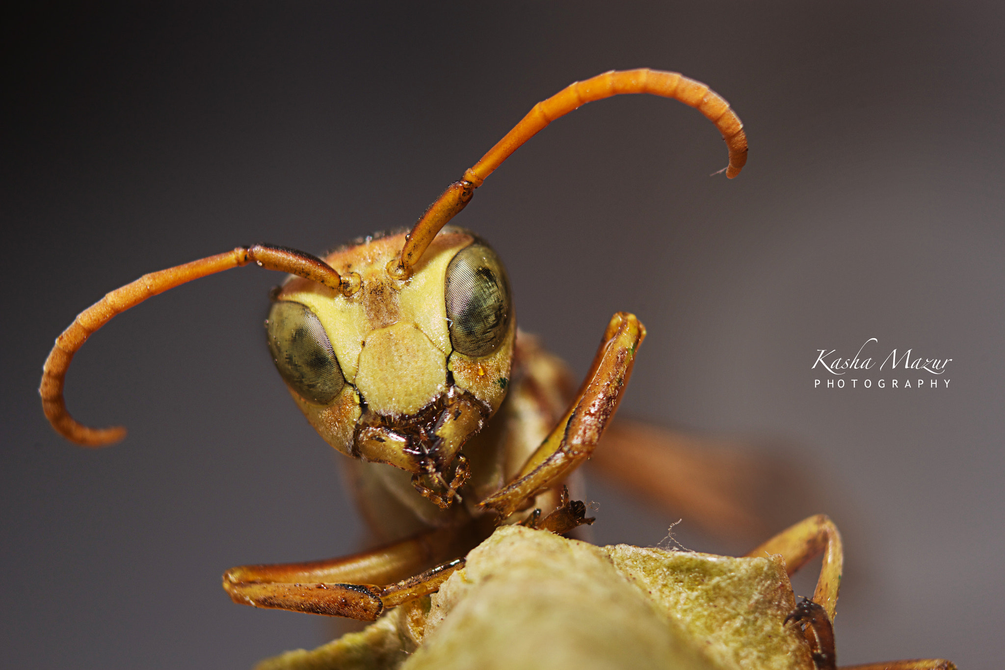 Canon EOS 60D + Canon EF 28-90mm f/4-5.6 sample photo. Paper wasp photography