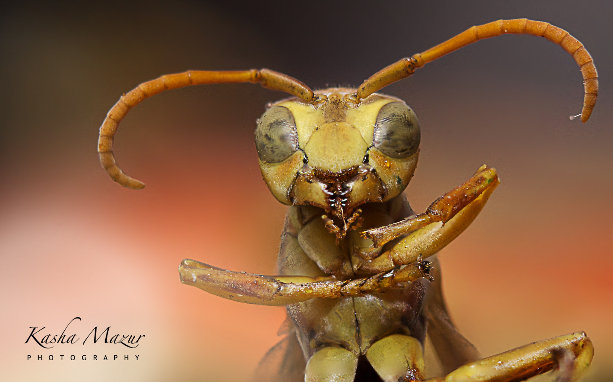 Canon EF 28-90mm f/4-5.6 sample photo. Paper wasp photography