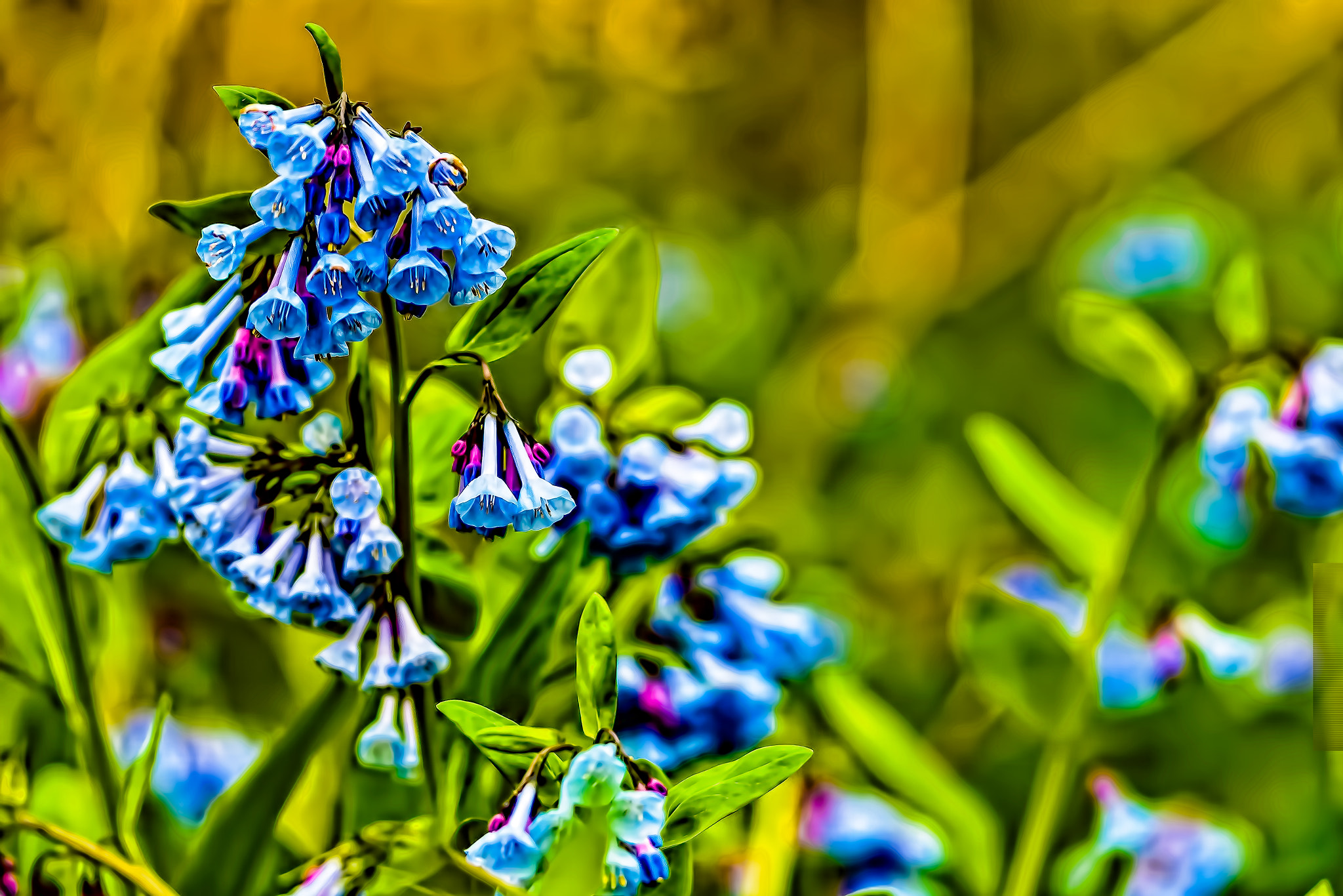Sigma 105mm F2.8 EX DG OS HSM sample photo. Blue bells duke island park photography