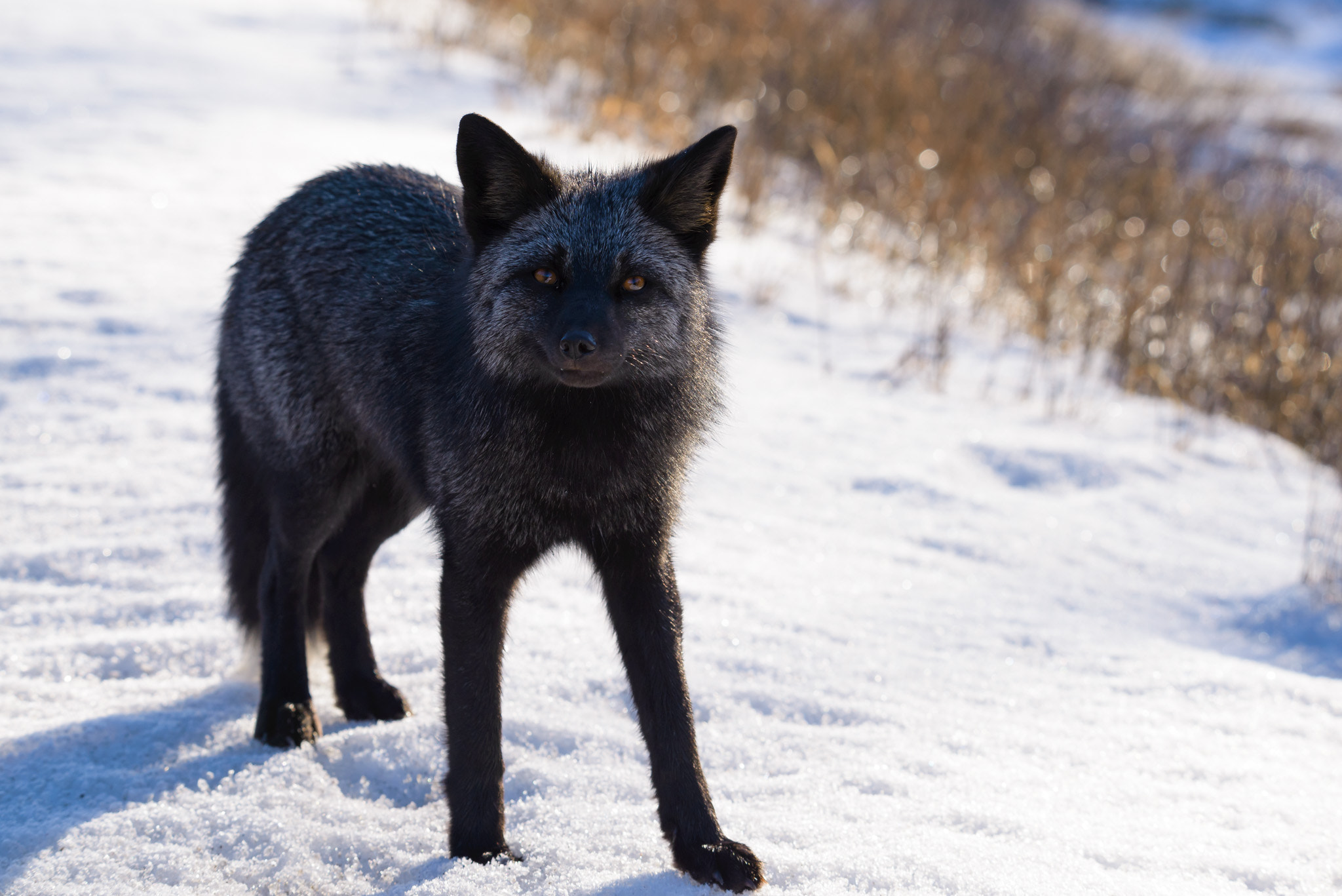 Sigma 150-600mm F5-6.3 DG OS HSM | S sample photo. Black fox photography